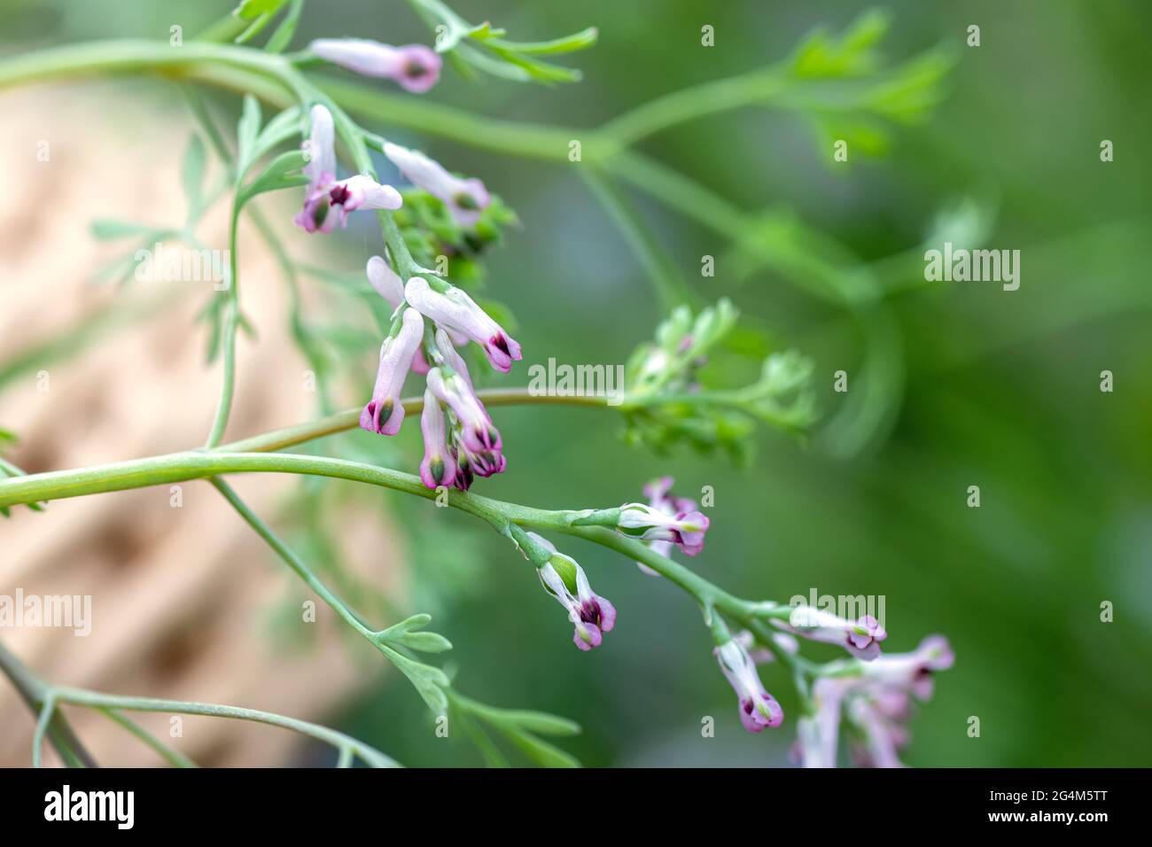 Fumaria officinalis, gemeinsame Begasung, Droge Begasung oder Erde Rauch rosa Blüten von Ingereen Feld mit Blumen der gleichen Art. Weichfokus Stockfoto