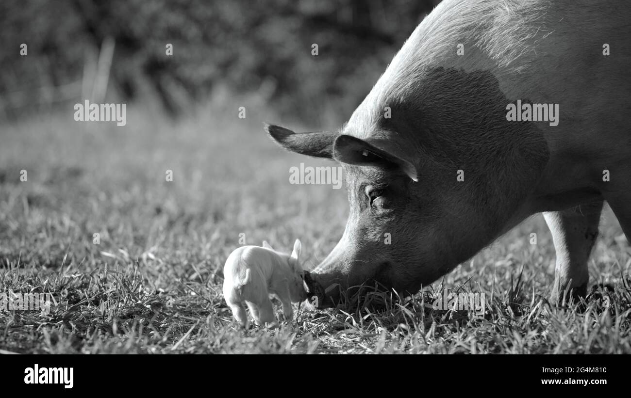 Gunda (2020) unter der Regie von Viktor Kosakovskiy mit der Hauptrolle . Schnörkellose Dokumentation über den Alltag eines Schweins und seiner Hoftiergefährten. Stockfoto