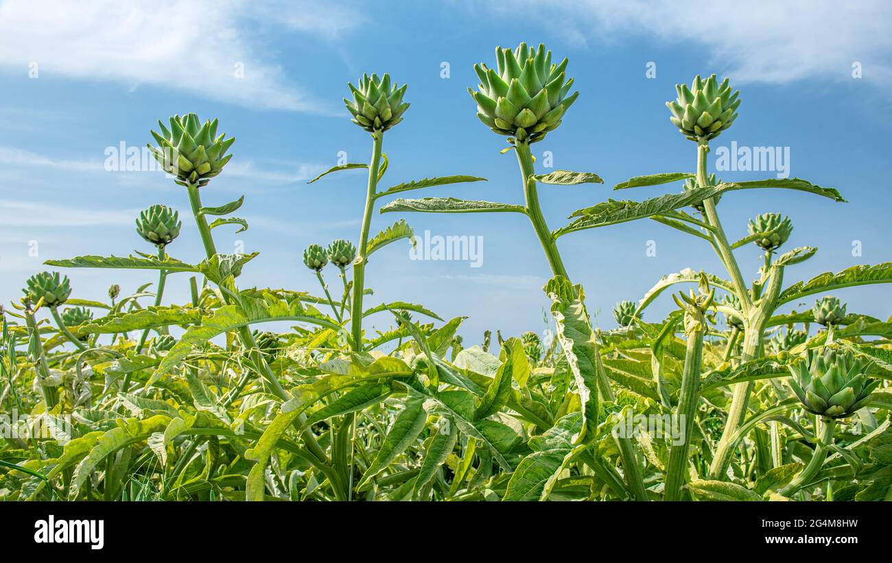 Artischocke Pflanzen in einem Feld, Weitwinkel Schuss Stockfoto