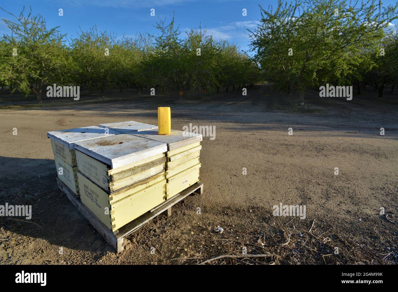 Bienenstöcke für die landwirtschaftliche Bestäubung von Nutzpflanzen während des Bienenstods in der Welt - Honigbienen, die jedes Jahr von Imkereibetrieben eintransportiert werden Stockfoto