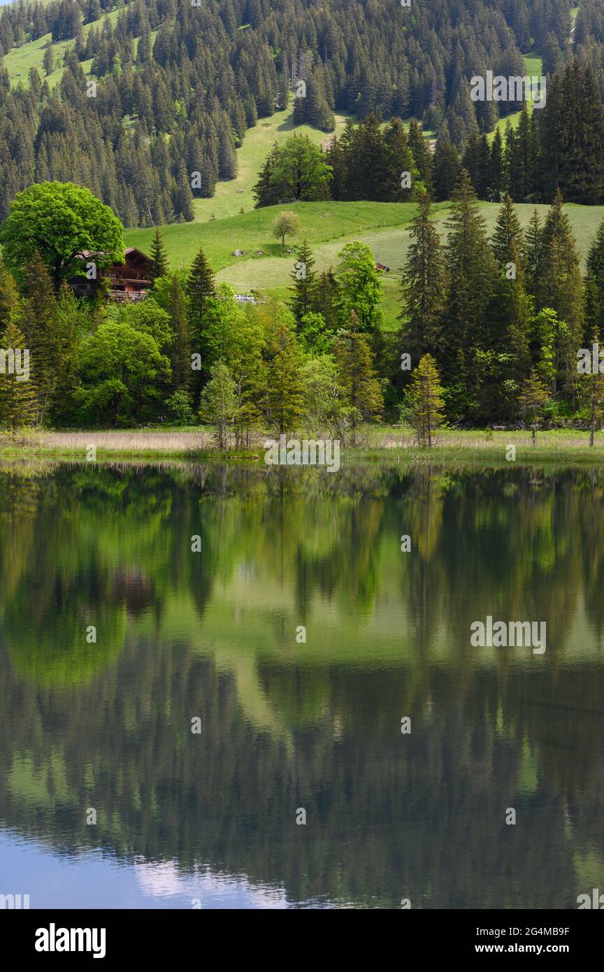 Spiegelung von Bäumen und Wald in Lauenensee, Berner Oberland Stockfoto