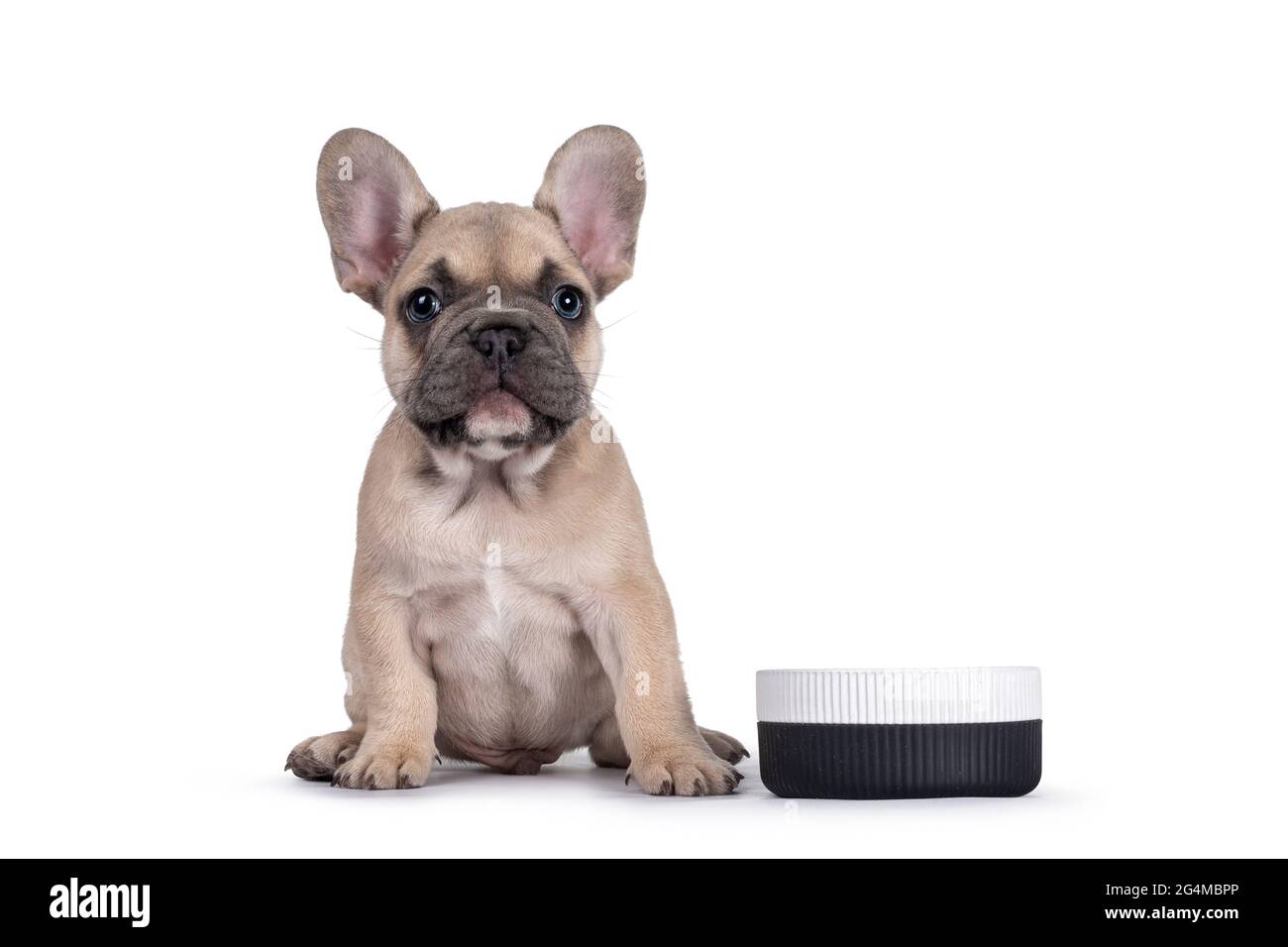 Entzückende Fawn Französisch Bulldog Welpe, sitzt neben Keramik-Food-Schüssel. Isoliert auf weißem Hintergrund. Stockfoto