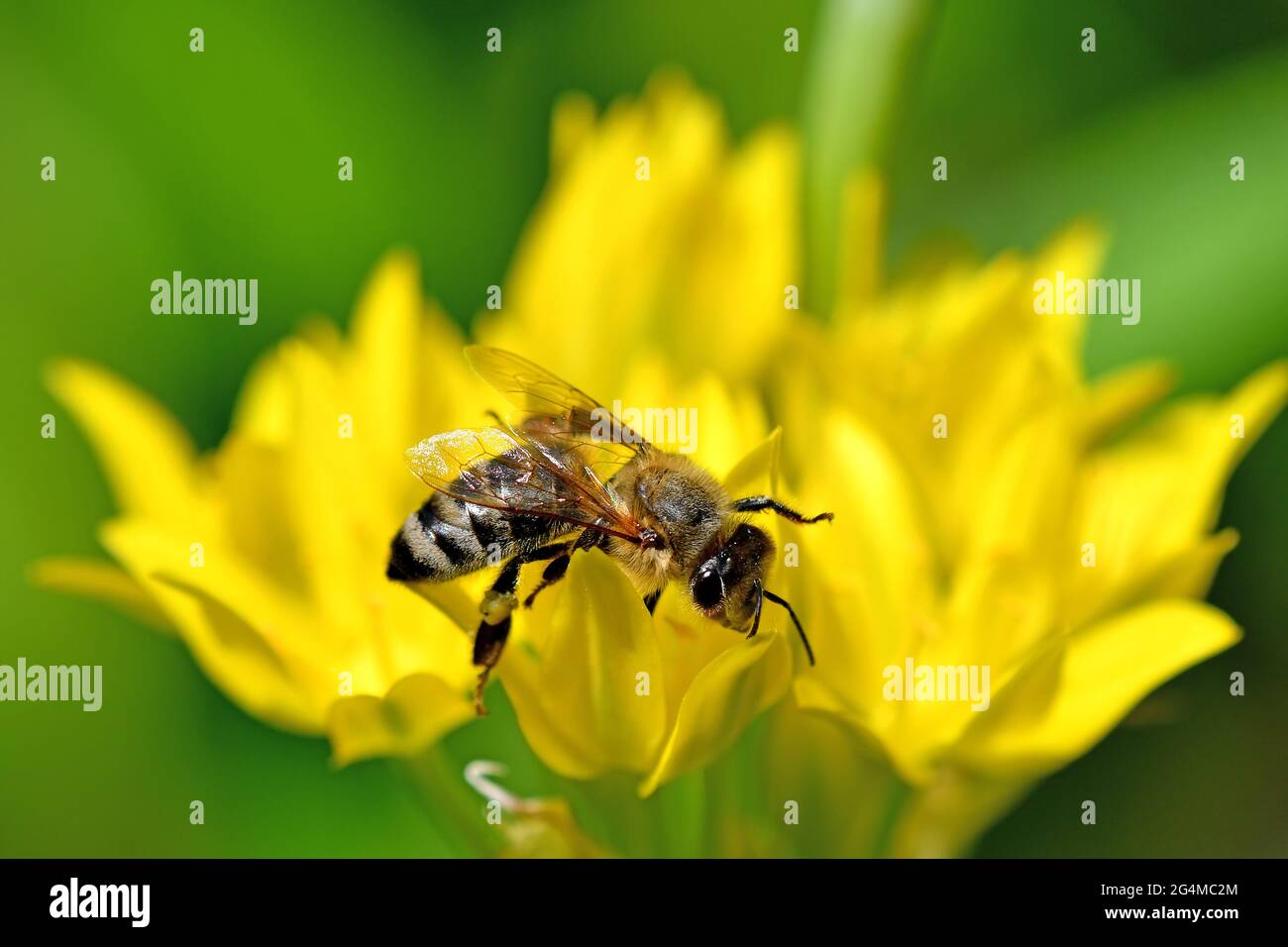 Biene auf gelber Blume von magischem Kräutermoly Stockfoto