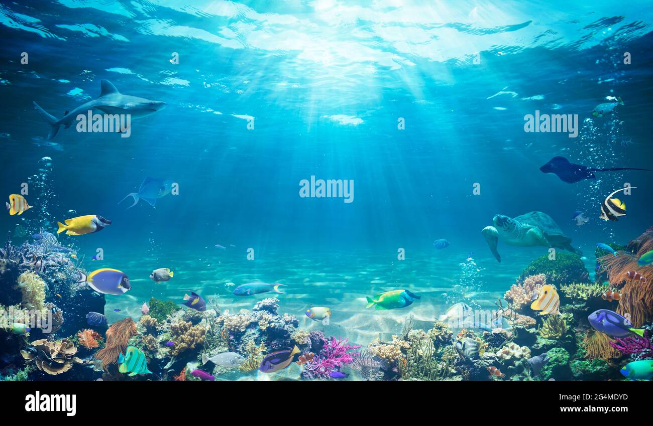 Unterwassertauchen - Tropische Szene Mit Meeresleben Im Riff Stockfoto