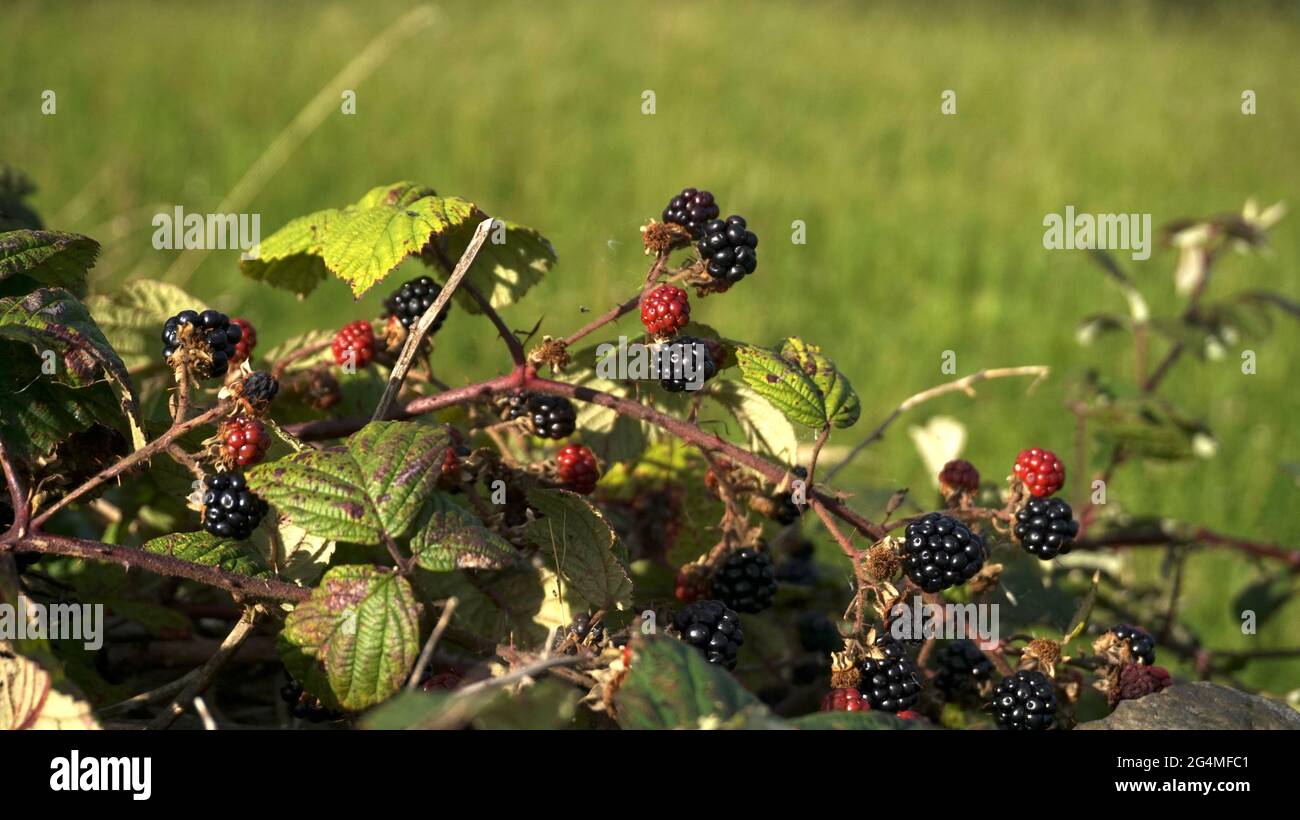 Brombeeren, wilde Früchte, in einer hedgerow, herbstliche Szene. Stockfoto