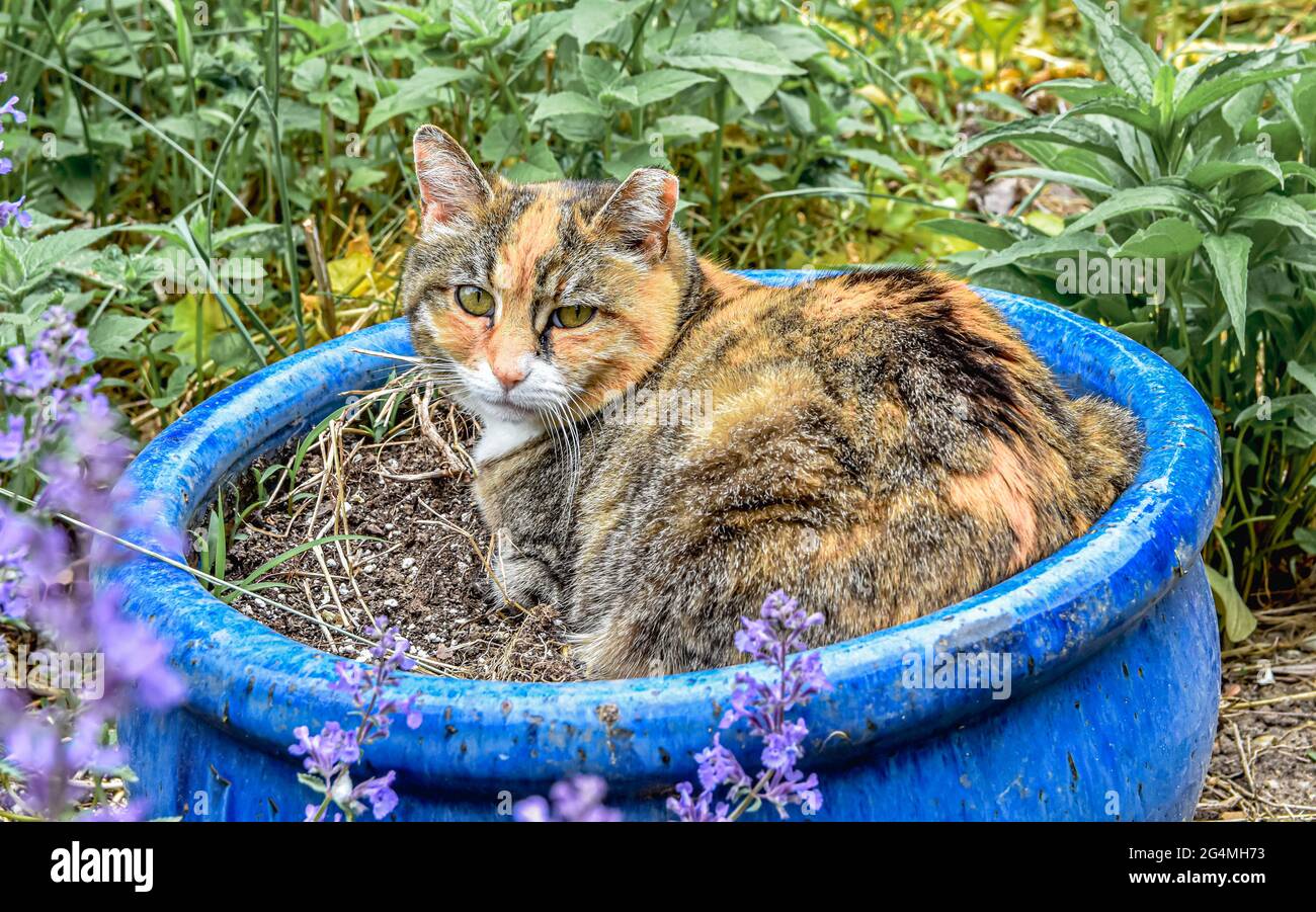 Die wunderschöne dreifarbige streunende Tabby-Katze mit geklippter linker Ohrmuschel findet in einem blauen Keramiktopf einen Platz der Wahl. Stockfoto