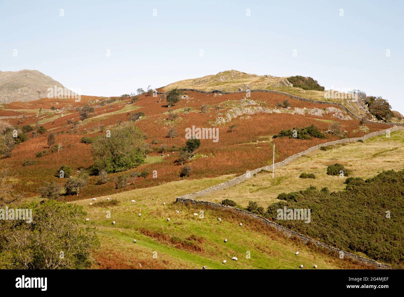 Felder und Hügel in der Nähe des Torver Common Coniston Lake District Cumbria England Stockfoto