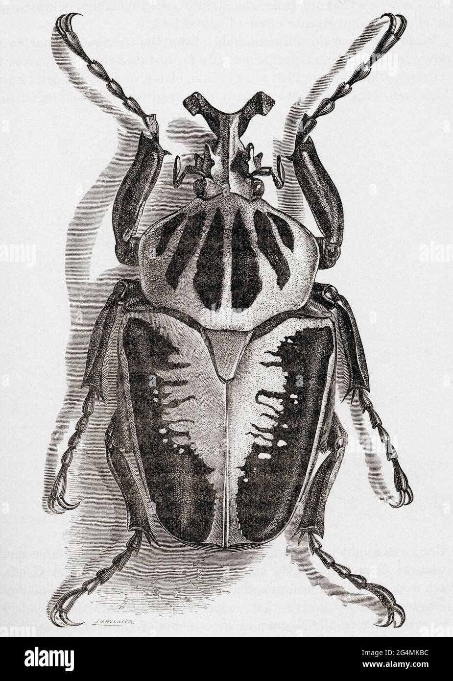 Goliathus regius, der Königliche Goliath-Käfer, eine Käferart der Familie Scarabaeidae. Aus dem Universum oder, das unendlich große und das unendlich kleine, veröffentlicht 1882. Stockfoto