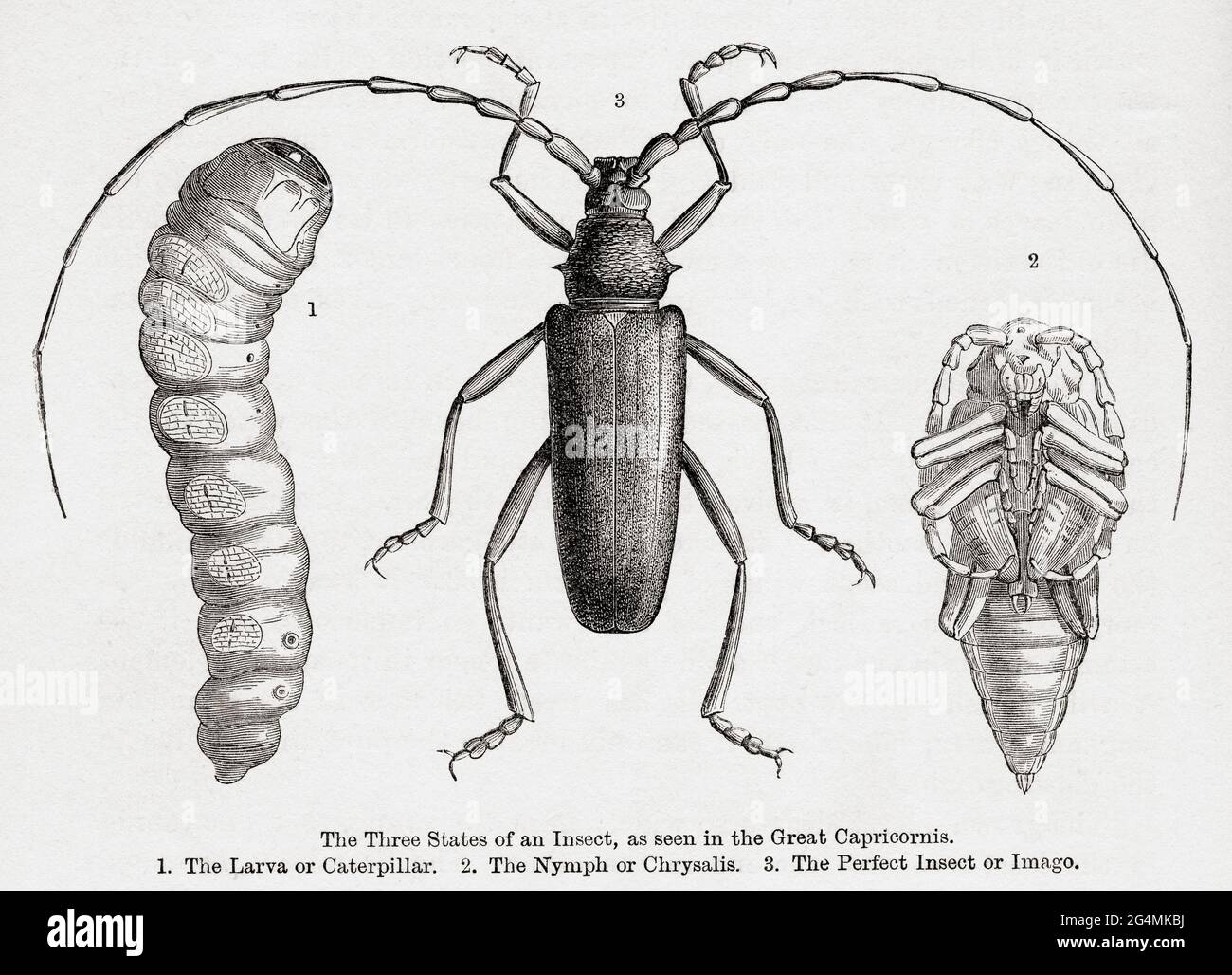 Die drei Zustände eines Insekts, wie sie im Großen Steinbock, aka, dem großen steinbock-Käfer (Cerambyx cerdo) 1. Die Larve oder Raupe 2. Die Nymphe oder Chrysalis 3. Das perfekte Insekt oder Imago. Aus dem Universum oder, das unendlich große und das unendlich kleine, veröffentlicht 1882. Stockfoto