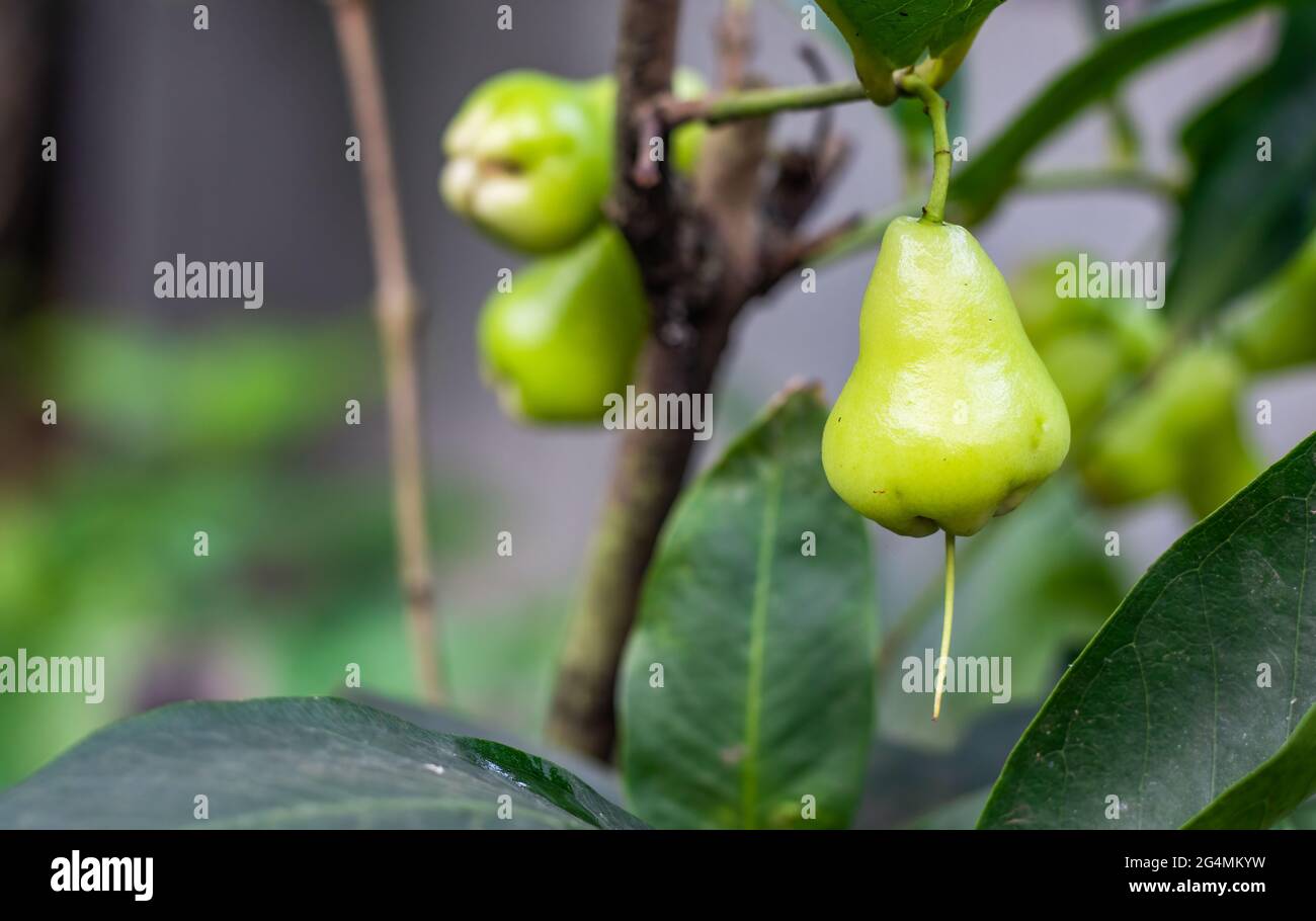 Bio-java-Apfel oder Wachs-Apfelfrucht aus nächster Nähe auf dem Baum Stockfoto