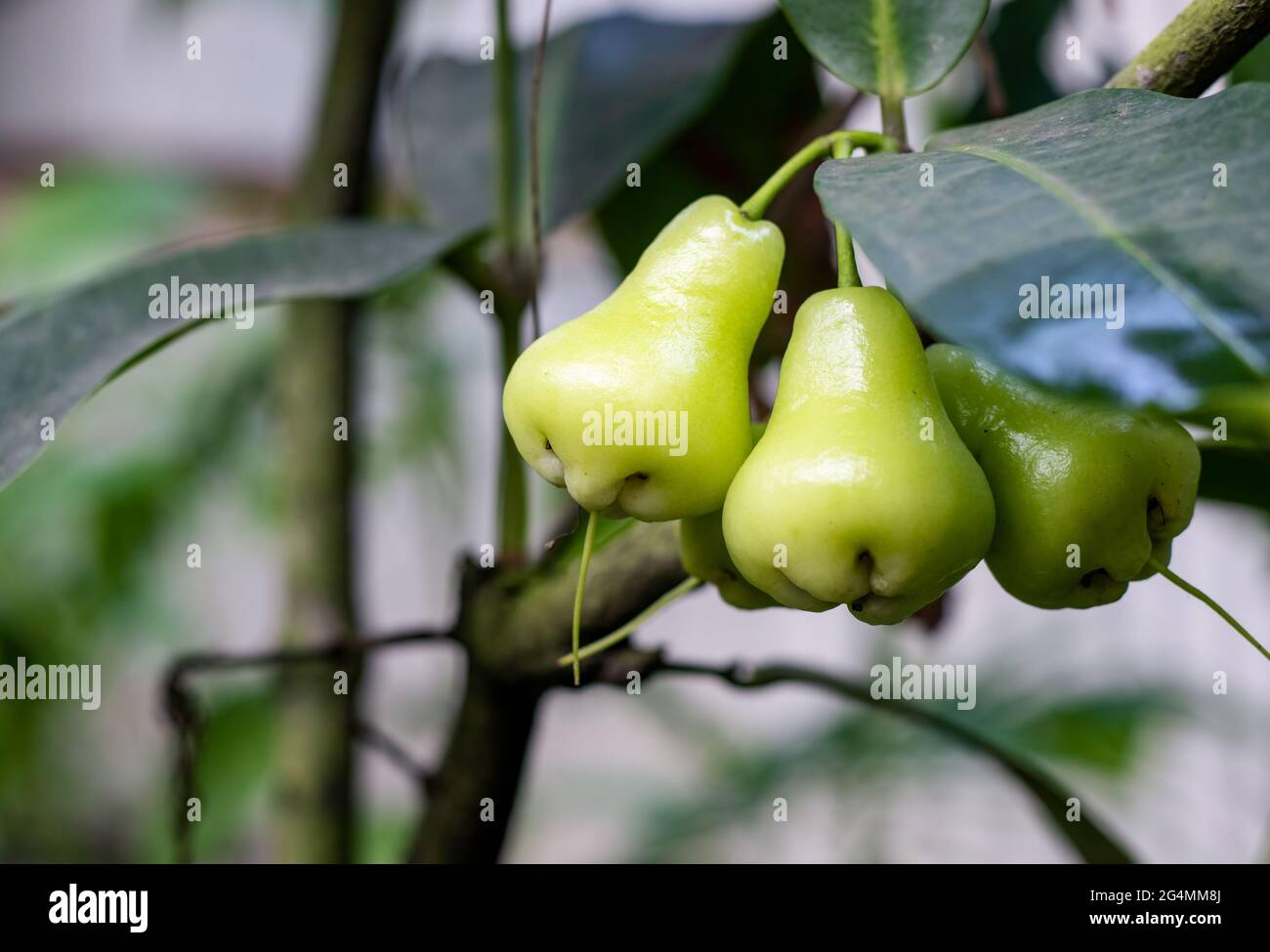 Ein Haufen frischer java-Äpfel oder Wachsapfelfrüchte aus nächster Nähe auf dem Baum Stockfoto