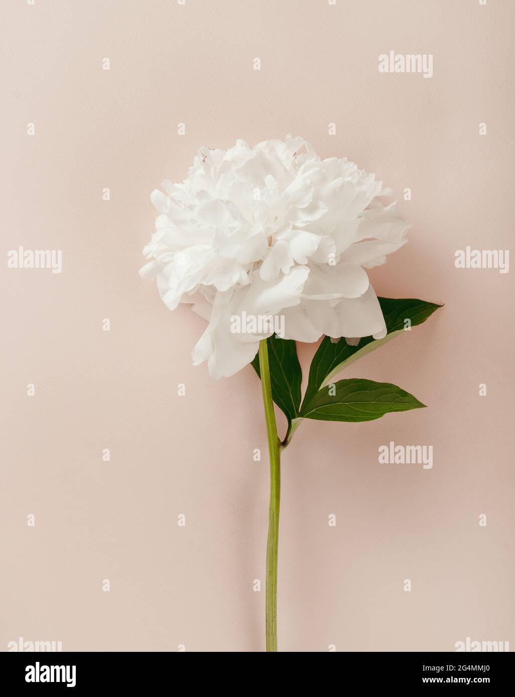 Wunderschöne weiße Pfingstrosen-Blüten auf pastellrosa Hintergrund. Romantischer Hintergrund mit weißem Pfingstrosen-Bouquet. Flach liegend. Stockfoto