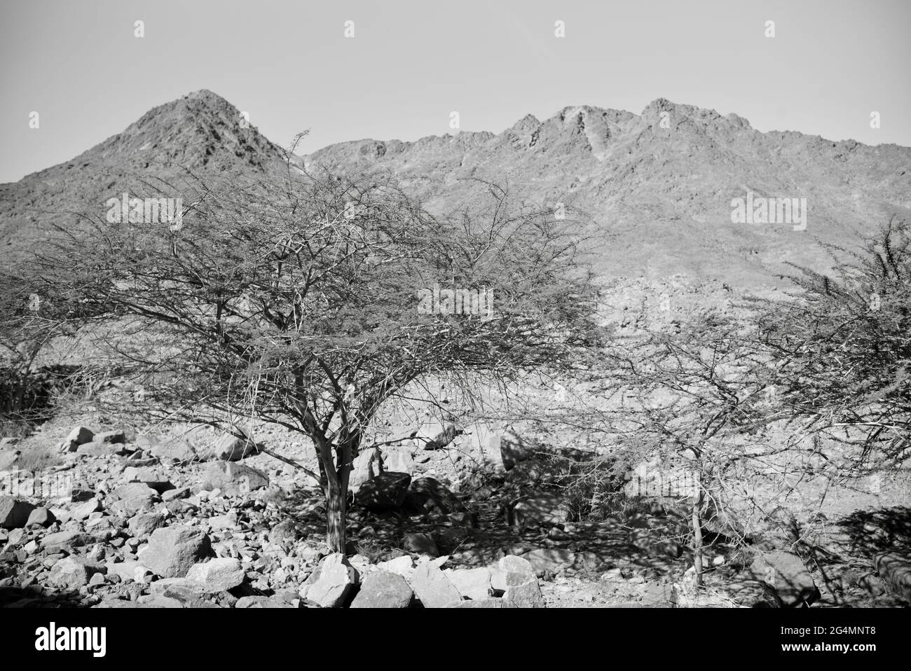 Timna Park, Arava, Rift Valley, Israel Stockfoto