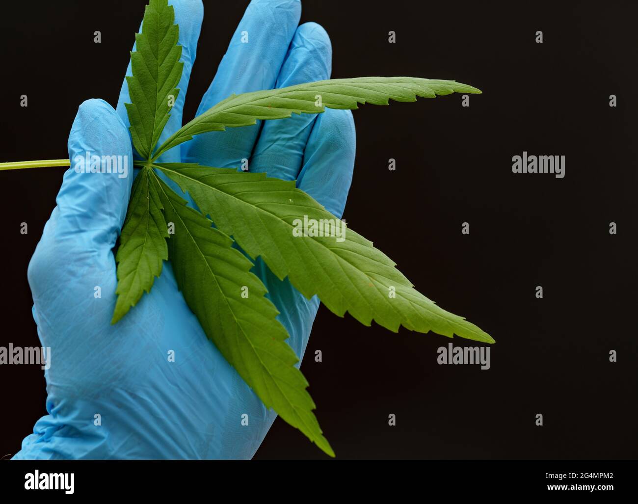 Marihuana-Blatt, Cannabis in der Hand eines Laborhelfers zur Erforschung der medizinischen Eigenschaften einer Pflanze Stockfoto