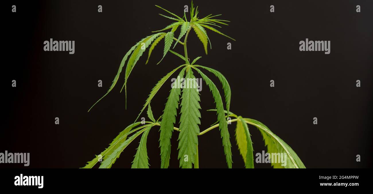 Marihuana-Blatt, Cannabis in der Hand eines Laborhelfers zur Erforschung der medizinischen Eigenschaften einer Pflanze Stockfoto