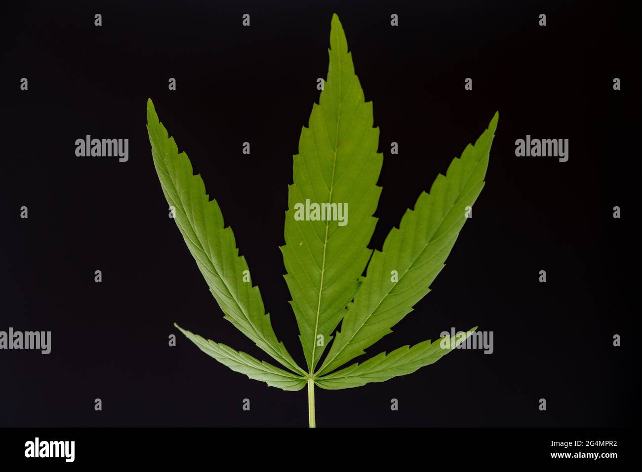 Marihuanablatt auf schwarzem Hintergrund Stockfoto