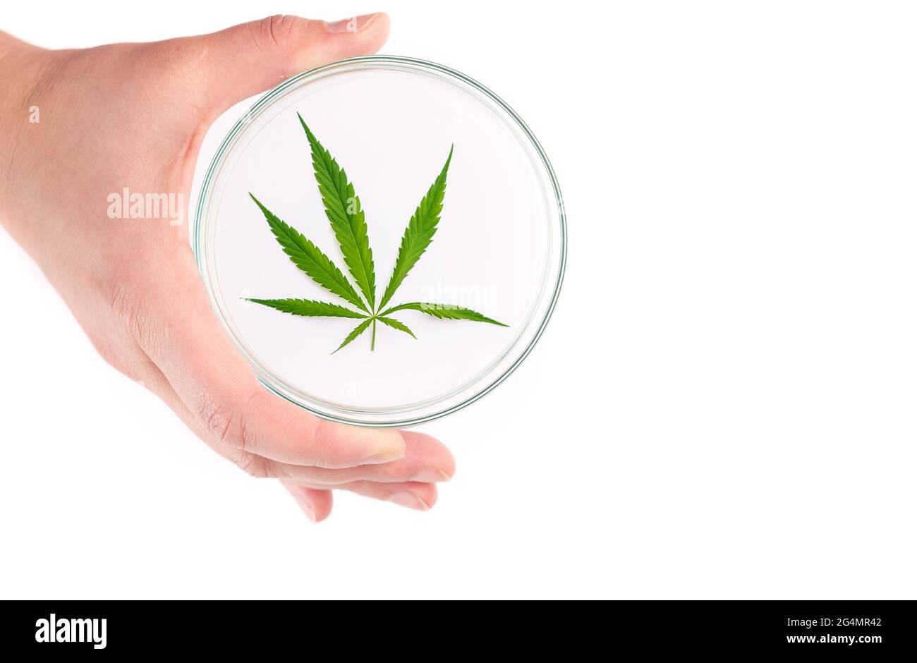 Marihuana-Cannabisblatt auf weißem Hintergrund in einer Petrischale. Heilpflanze, die Betäubungsmittel enthält Stockfoto