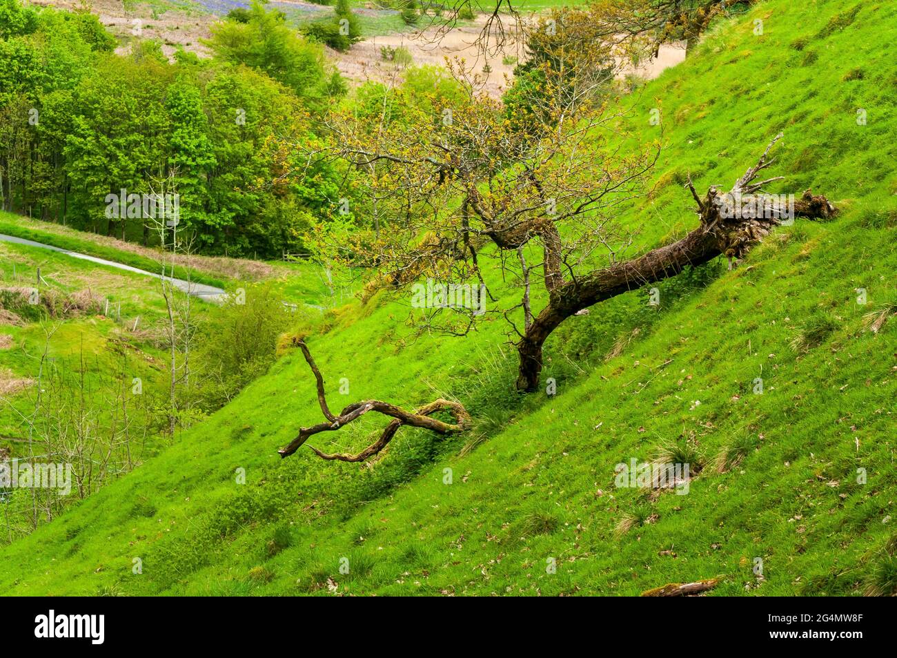 Baumzweig am steilen Hang oberhalb der Odin Gorge in Castleton, Hope Valley. Stockfoto