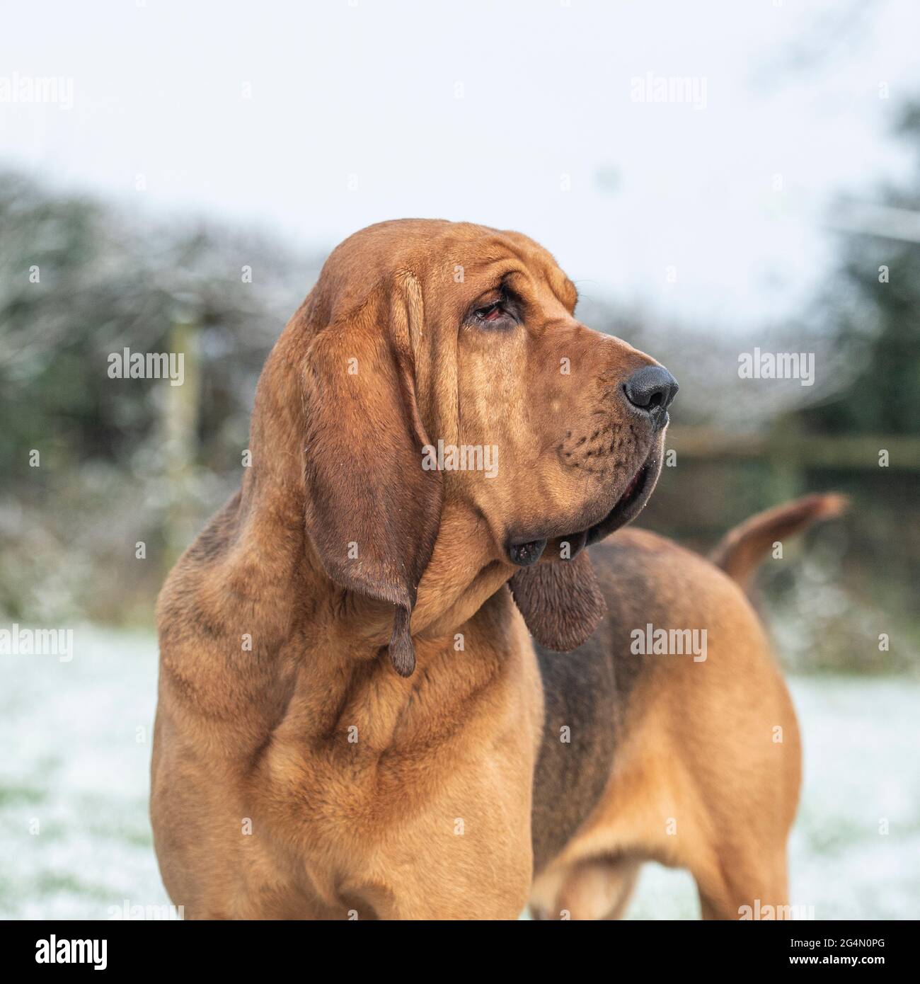 bloodhound-Porträt im verschneiten Hintergrund Stockfoto