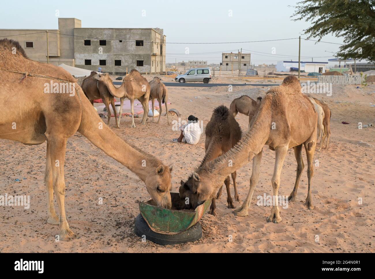 MAURETANIEN, Nouakchott, Wüste am Stadtrand, Moornomaden mit Kamelherde zum Milchverkauf / MAURETANIEN, Nuakschott, Wüste am Stadtrand, Mauren mit Kamelherde für Milchverkauf Stockfoto