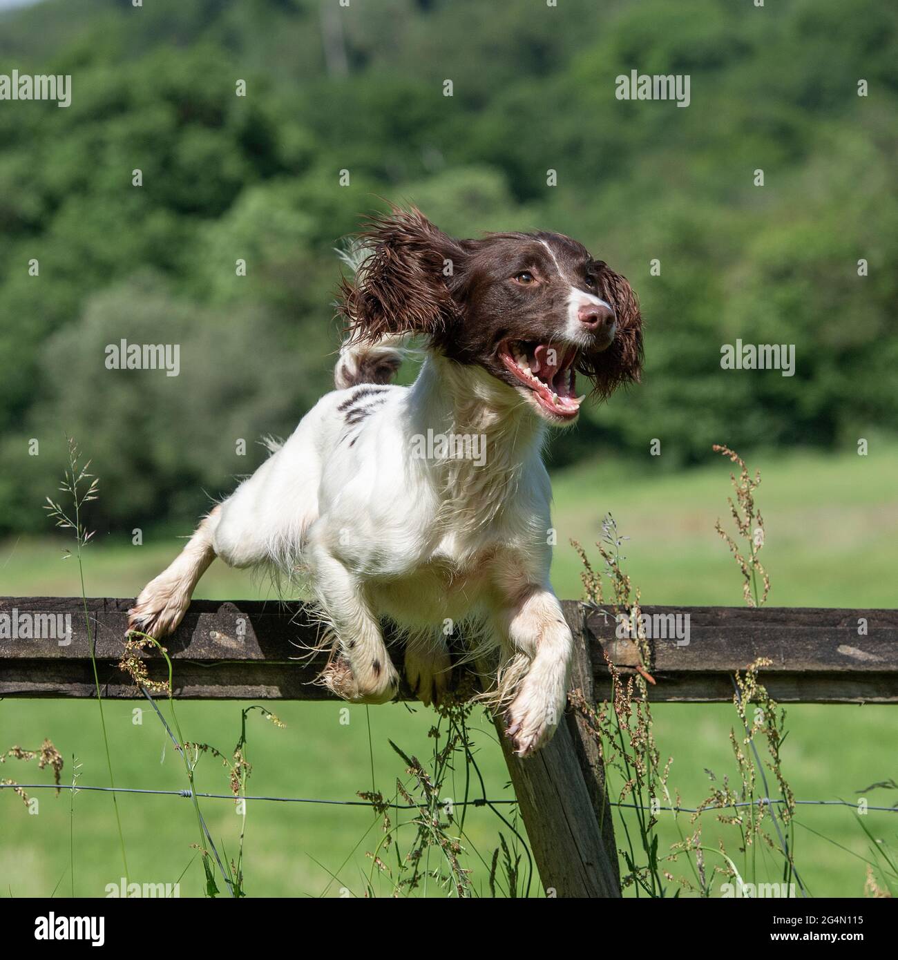 Action springender springender zaun Fotos und Bildmaterial in hoher Auflösung Alamy