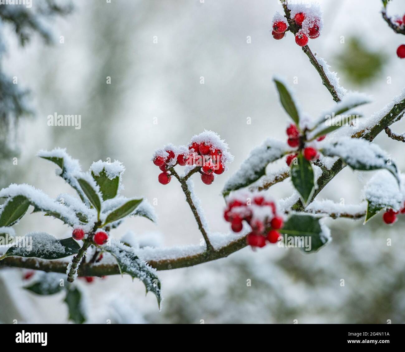 Schneebedeckte Stechbeeren Stockfoto