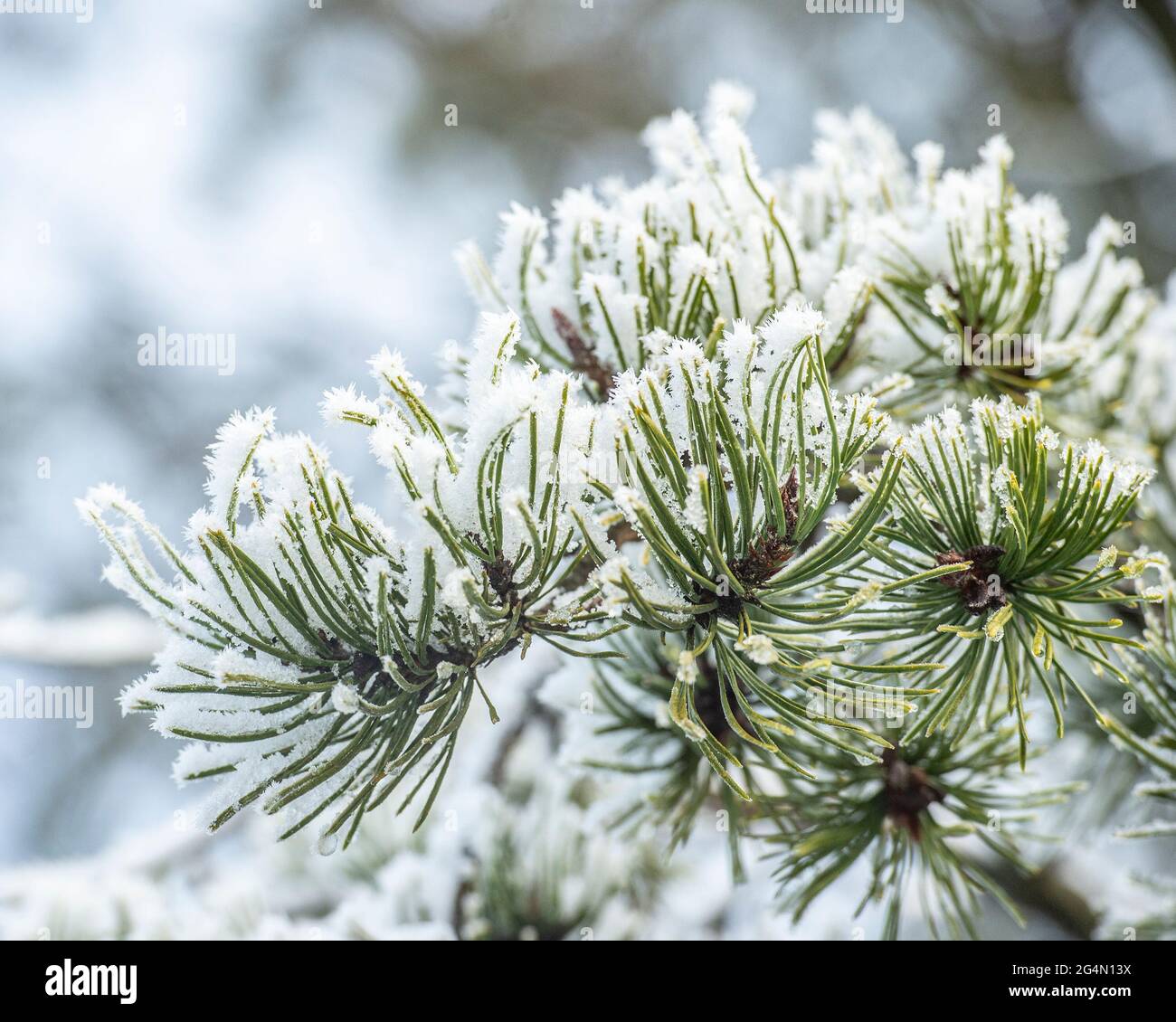 Schneebedeckte Kiefernnadeln aus nächster Nähe Stockfoto