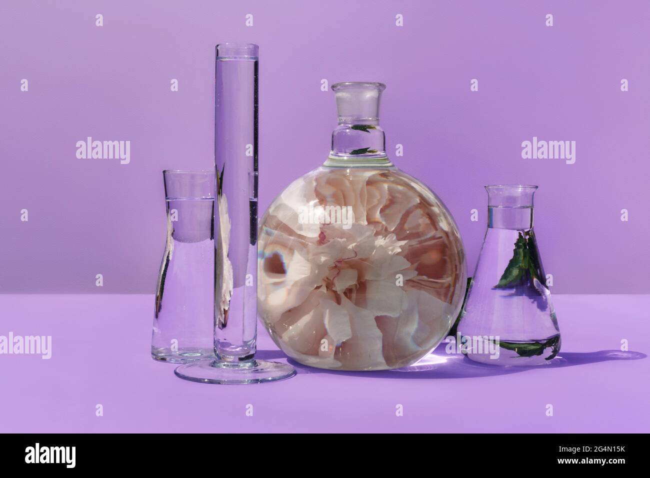 Glaskolben mit Pfingstrose auf violettem Hintergrund. Laborgeräte mit einer Spiegelung einer Blume im Inneren. Auf violettem Hintergrund, Vorderansicht. Stockfoto