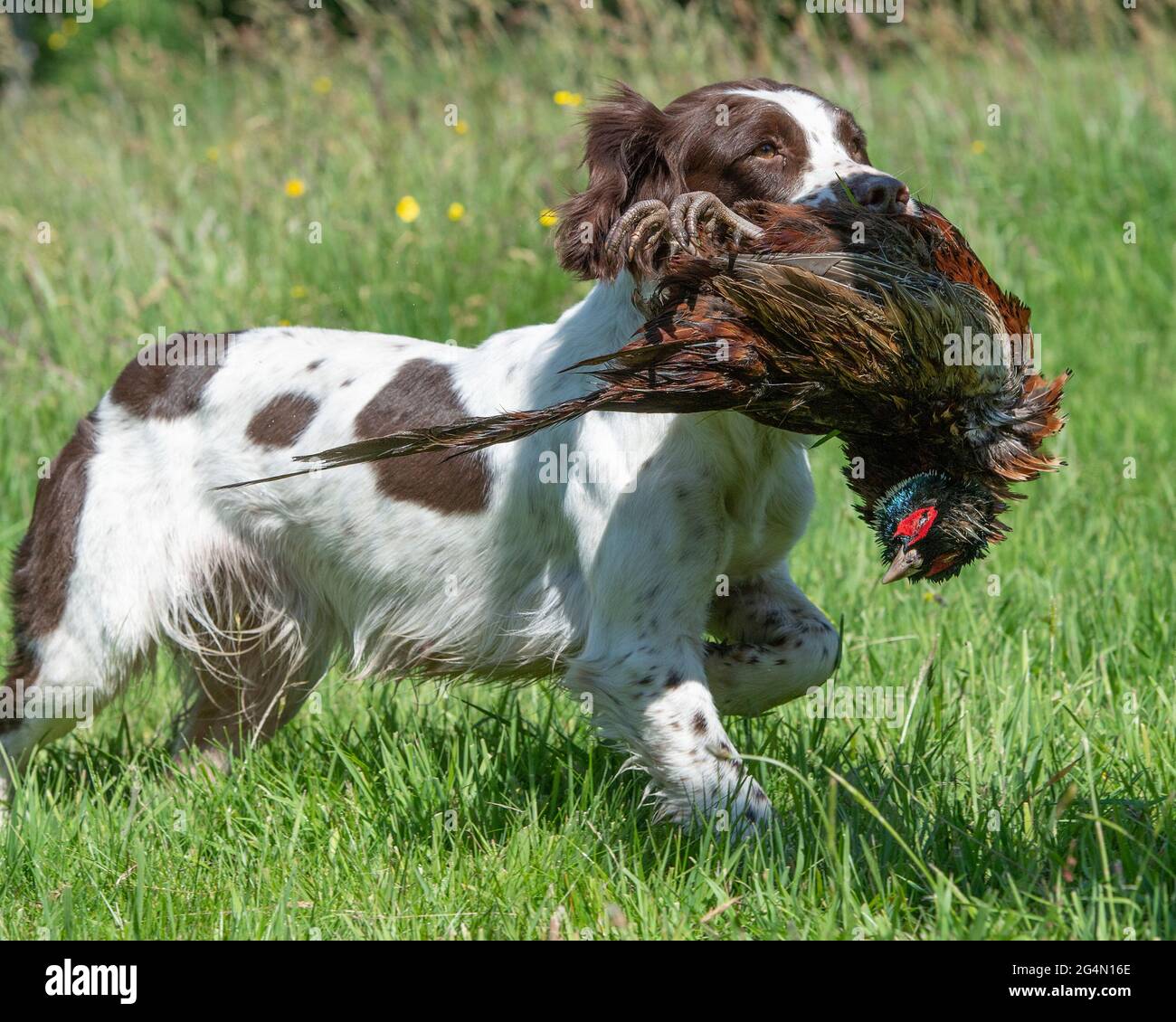 Englisch Springer Spaniel Auffinden eines Phasians Stockfoto