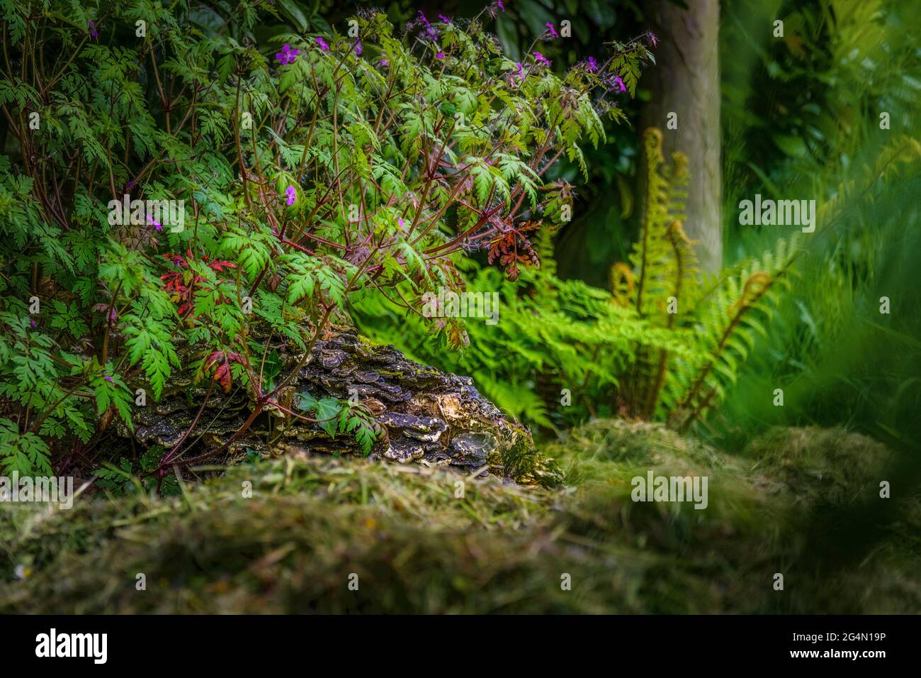 Irische Landschaft. Wilde Blumen wachsen am alten Stumpf. Stockfoto