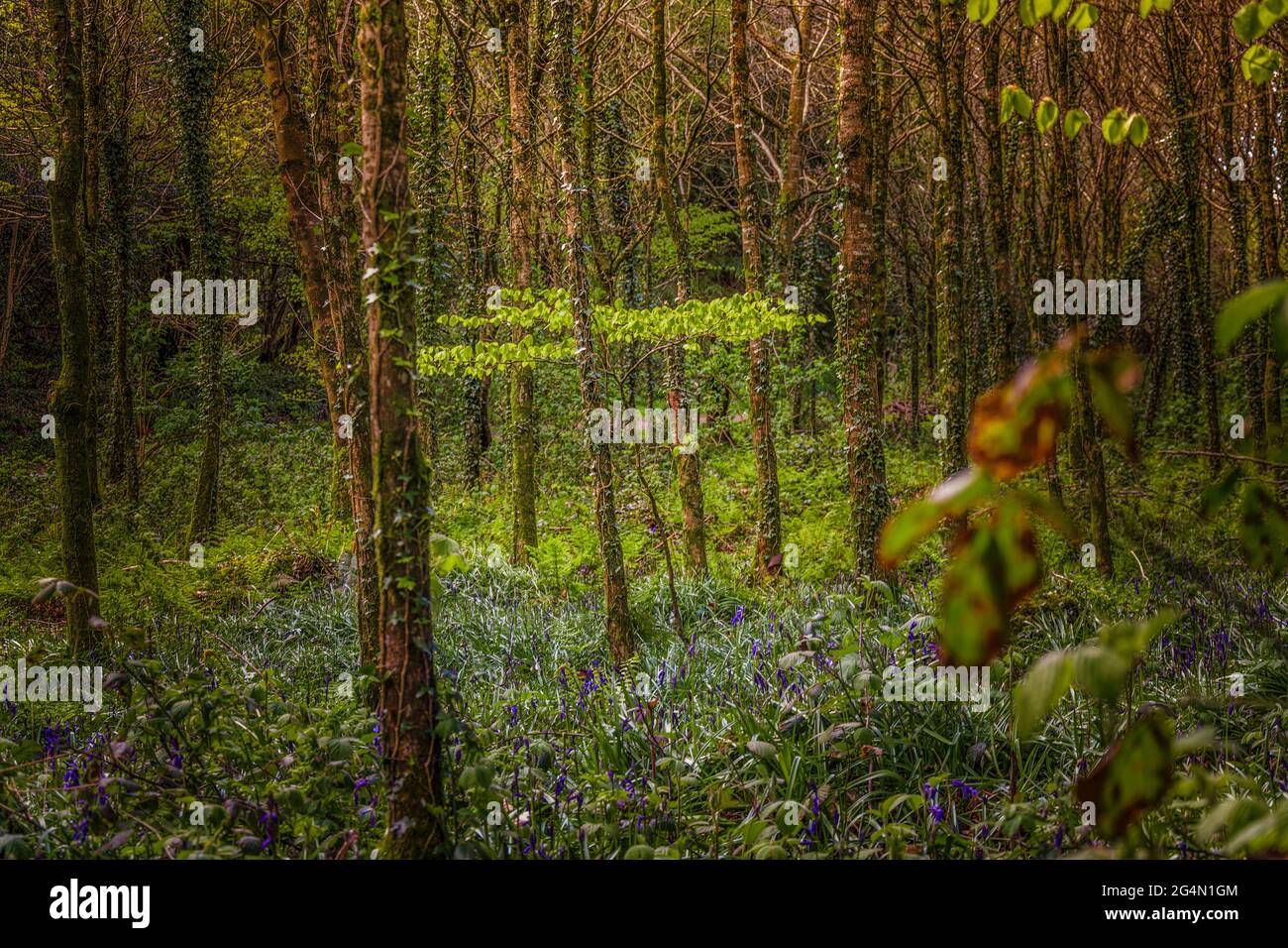 Irische Landschaft. Frühling im dichten Wald. Irland. Stockfoto
