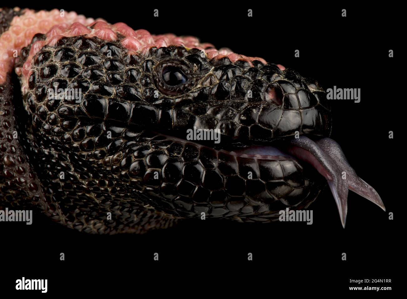 Retschiertes gila-Monster (Heloderma suspectum cinctum) Stockfoto