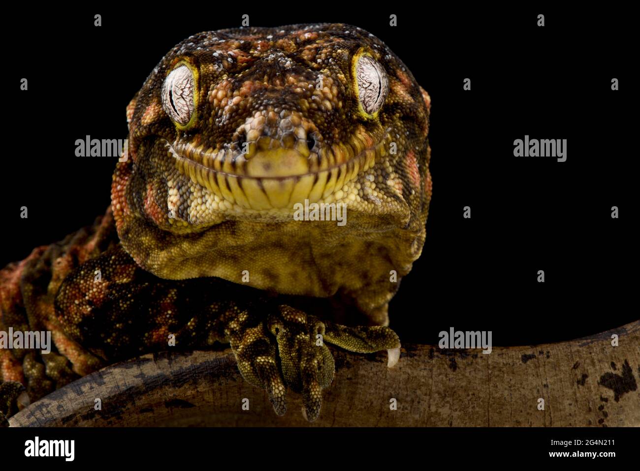 Neuer kaledonischer Riesengecko, Mt. Koghis, roter Balken (Rhacodactylus laechianus) Stockfoto