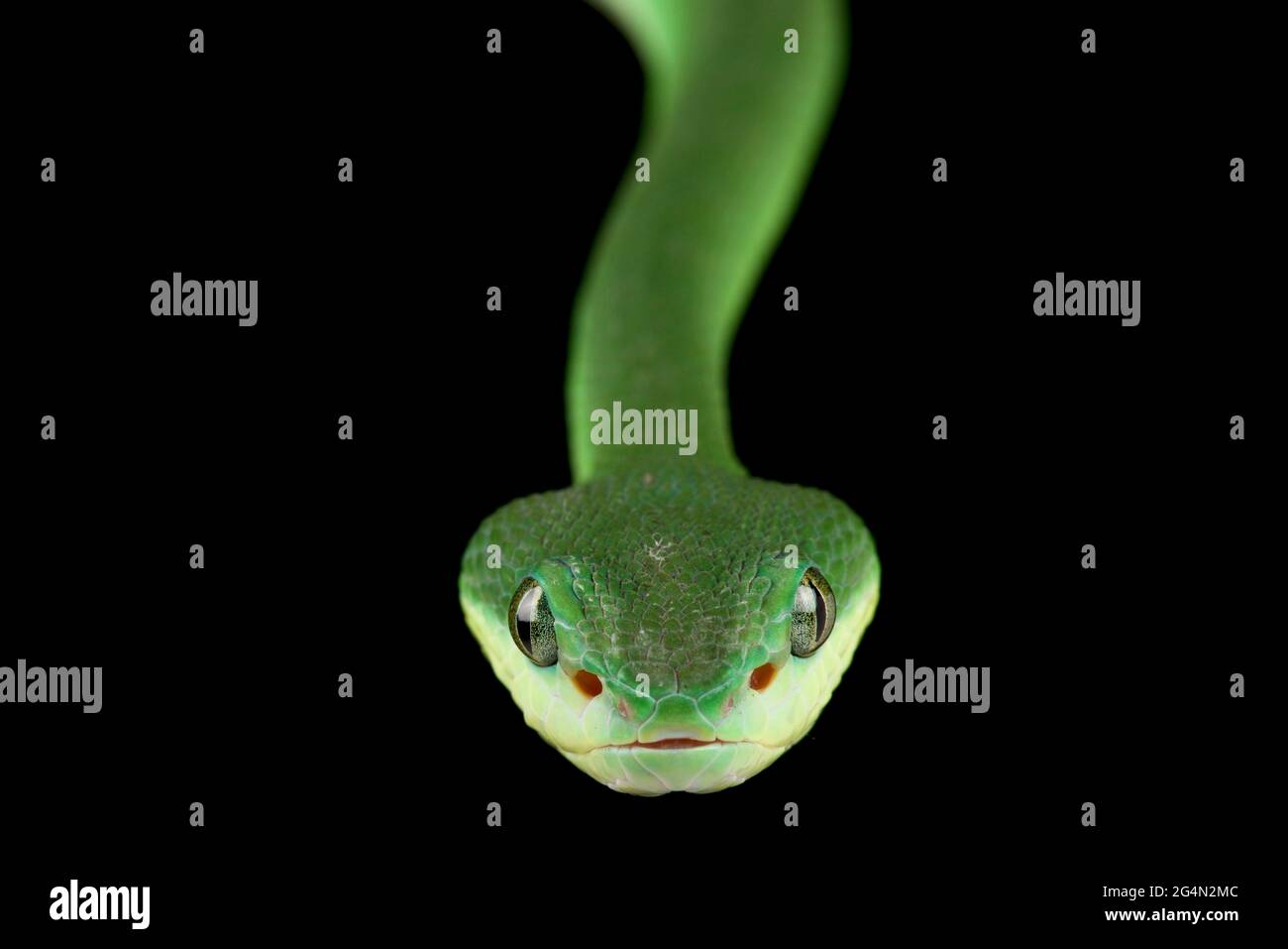Sunda Island Pitviper (Trimeresurus insularis) grün Stockfoto