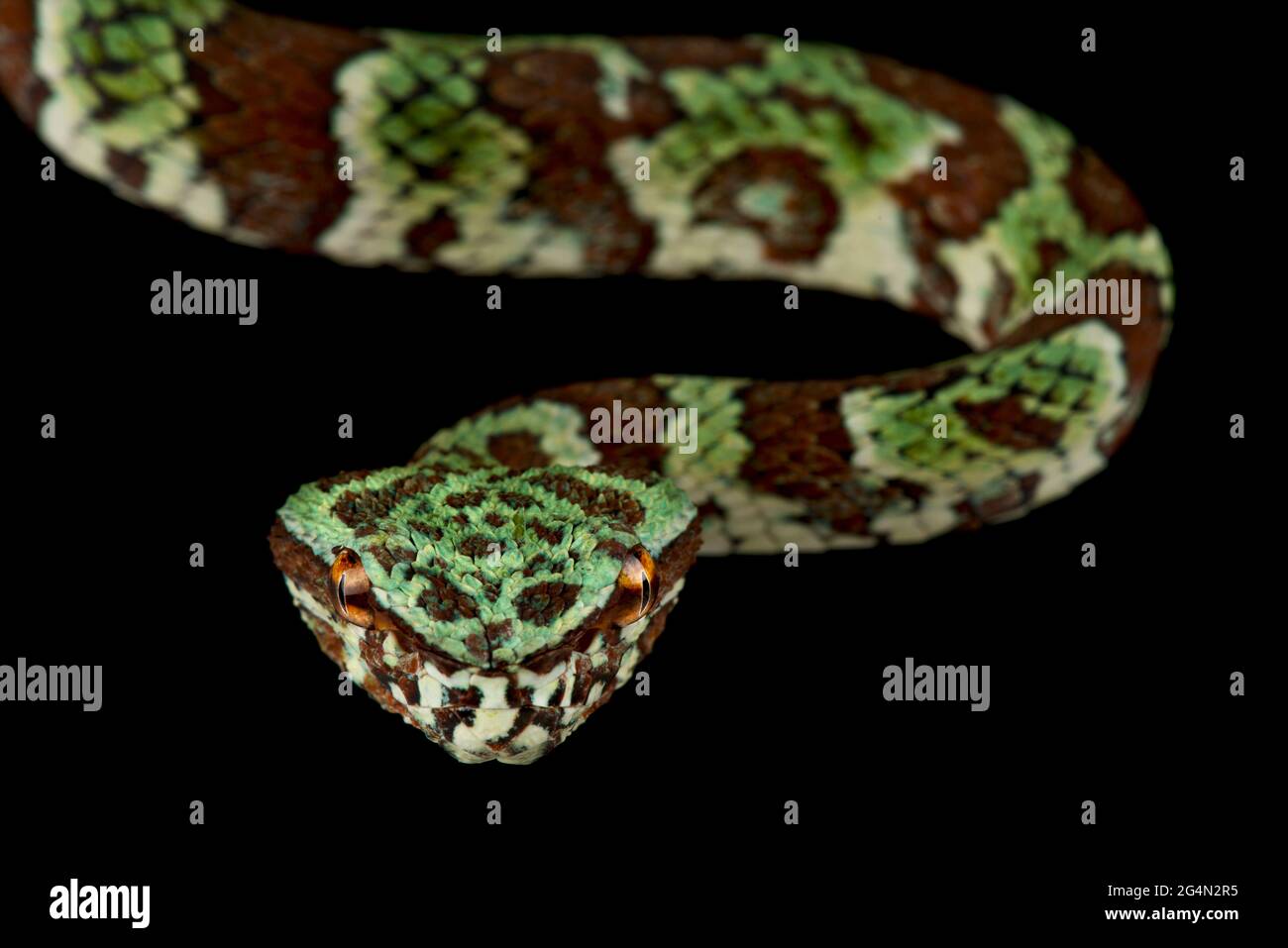 Breitbandadtempel Pitviper (Tropidolaemus laticinctus) Stockfoto