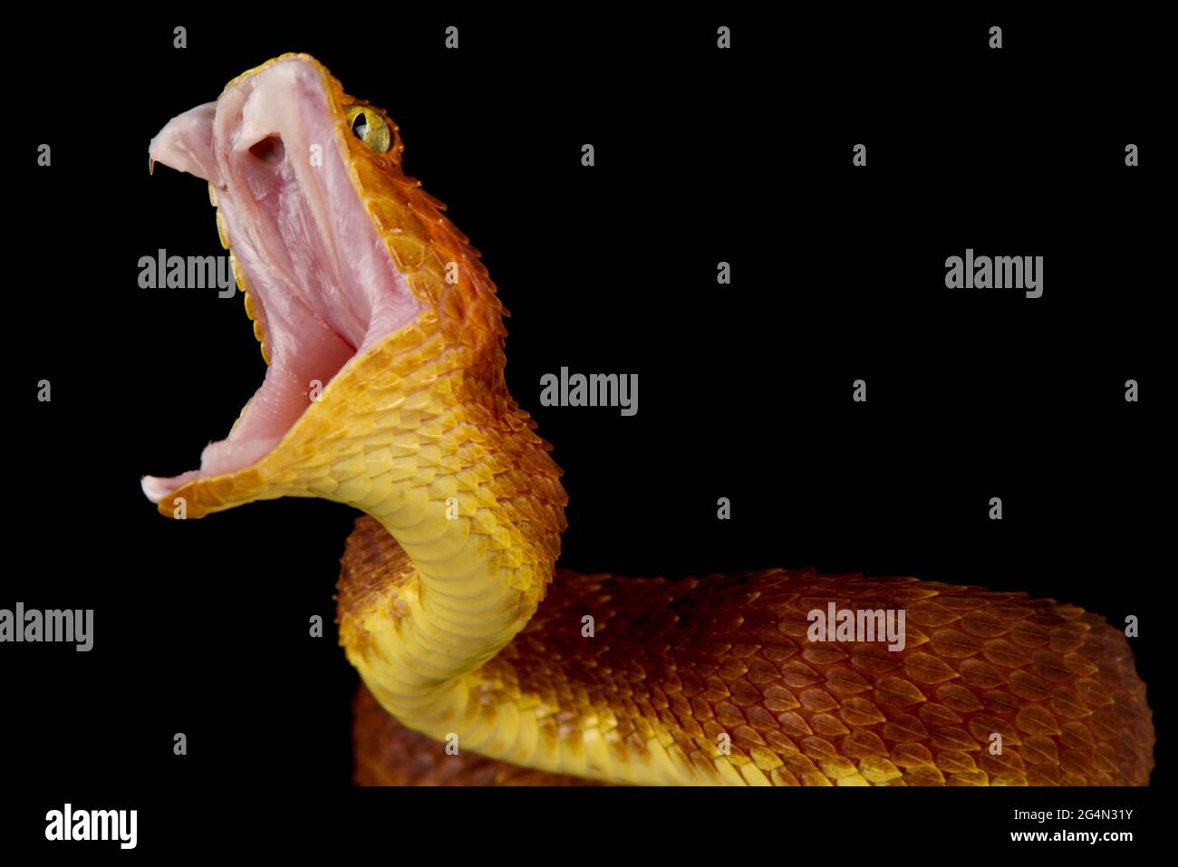 Buschviper-Angriff (Atheris squamigera) Stockfoto