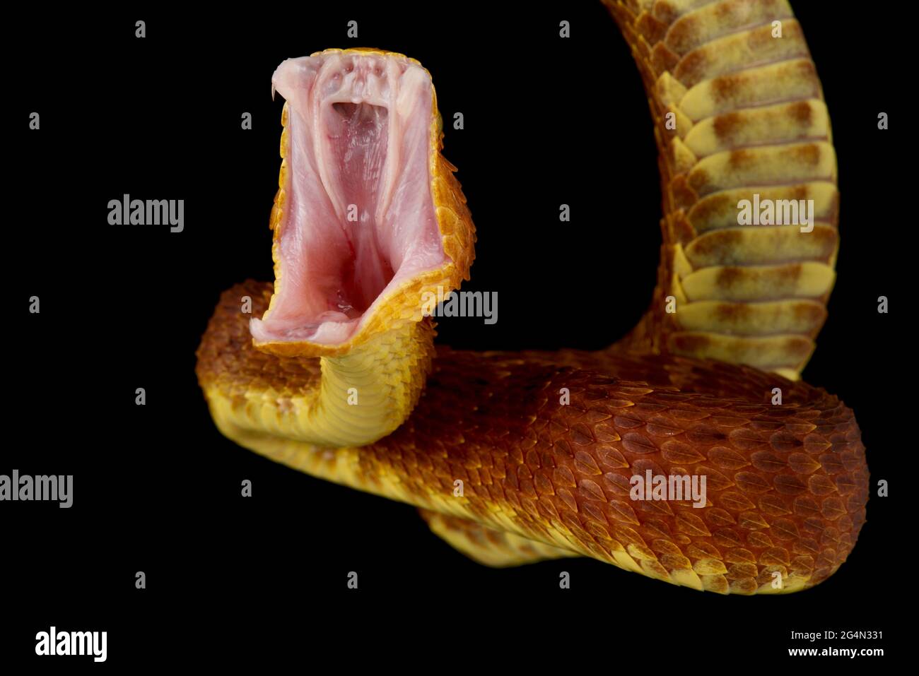 Buschviper-Angriff (Atheris squamigera) Stockfoto