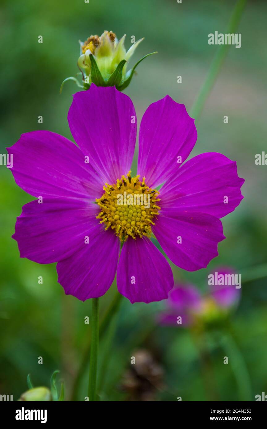 Lila Blume mit grünem Hintergrund und Makro nikon Fotografie im Garten Stockfoto