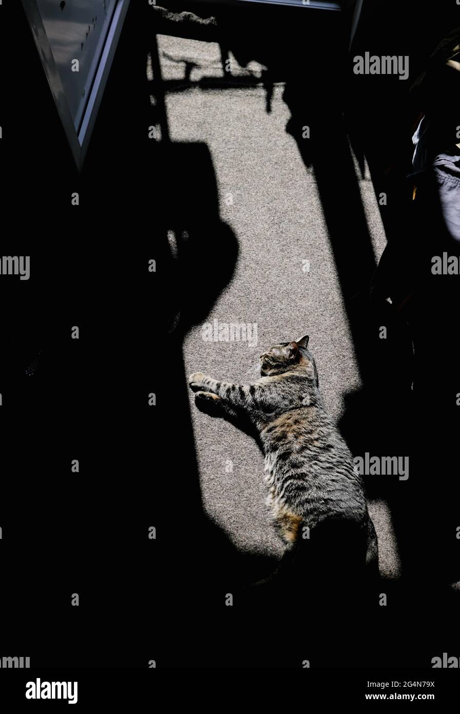 Bild mit geringer Schärfentiefe (selektiver Fokus) mit einer grauen Kurzhaarkatze aus Europa, die einen Sonnenfleck beim Betreten des Zimmers einer Wohnung genießt Stockfoto