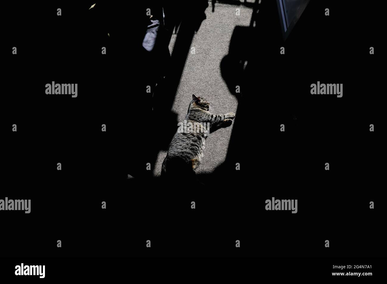 Bild mit geringer Schärfentiefe (selektiver Fokus) mit einer grauen Kurzhaarkatze aus Europa, die einen Sonnenfleck beim Betreten des Zimmers einer Wohnung genießt Stockfoto