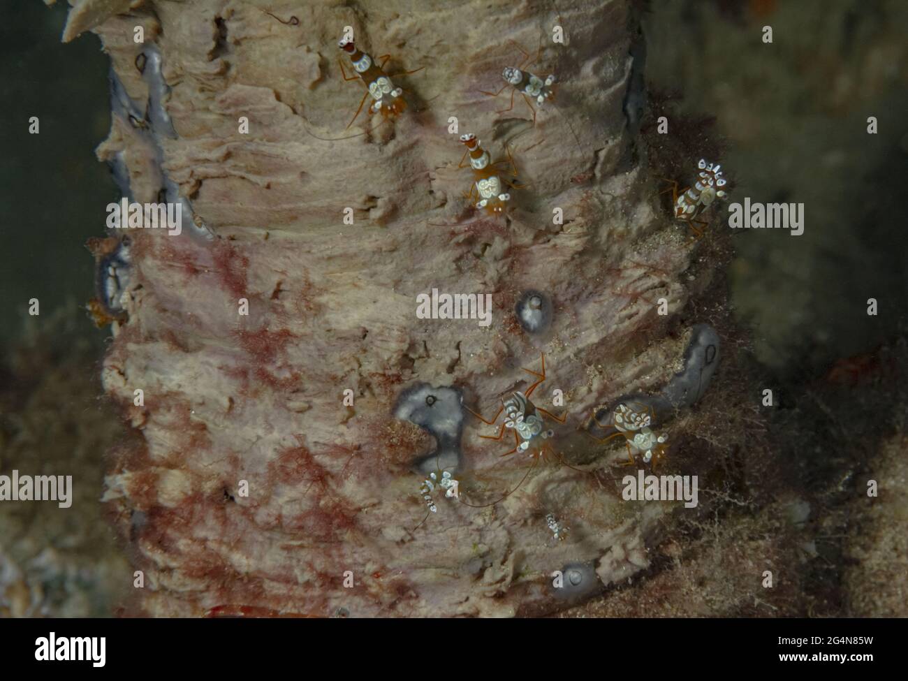 Eine Gruppe von bunten Anemonen-Garnelen, die im tiefen Meerwasser auf unebener Korallenoberfläche kriechen Stockfoto