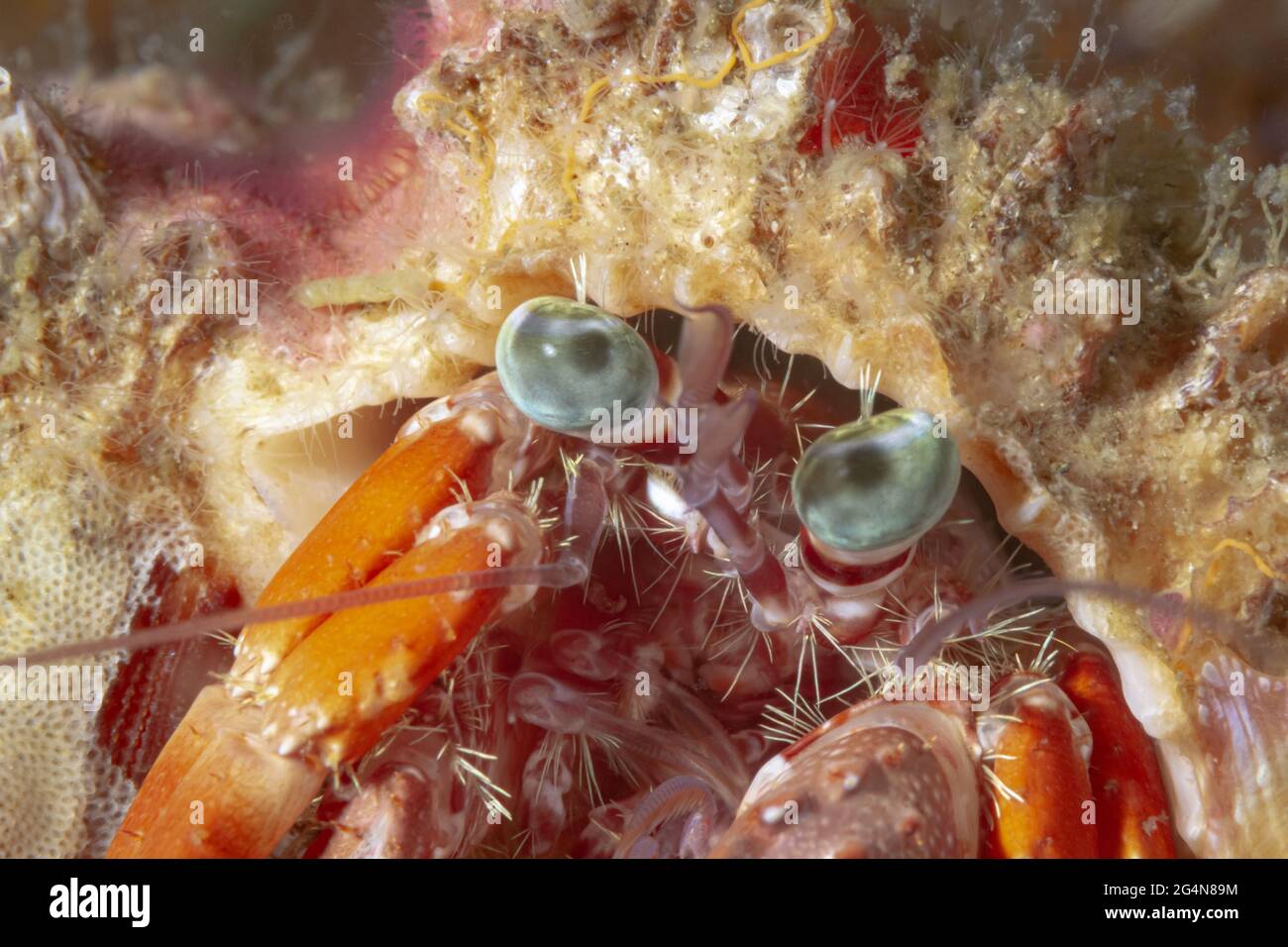 Nahaufnahme wilde Diogenes-Krabbe mit großen grünen Augen und langen Antennen, die im tiefen Meerwasser sitzen Stockfoto