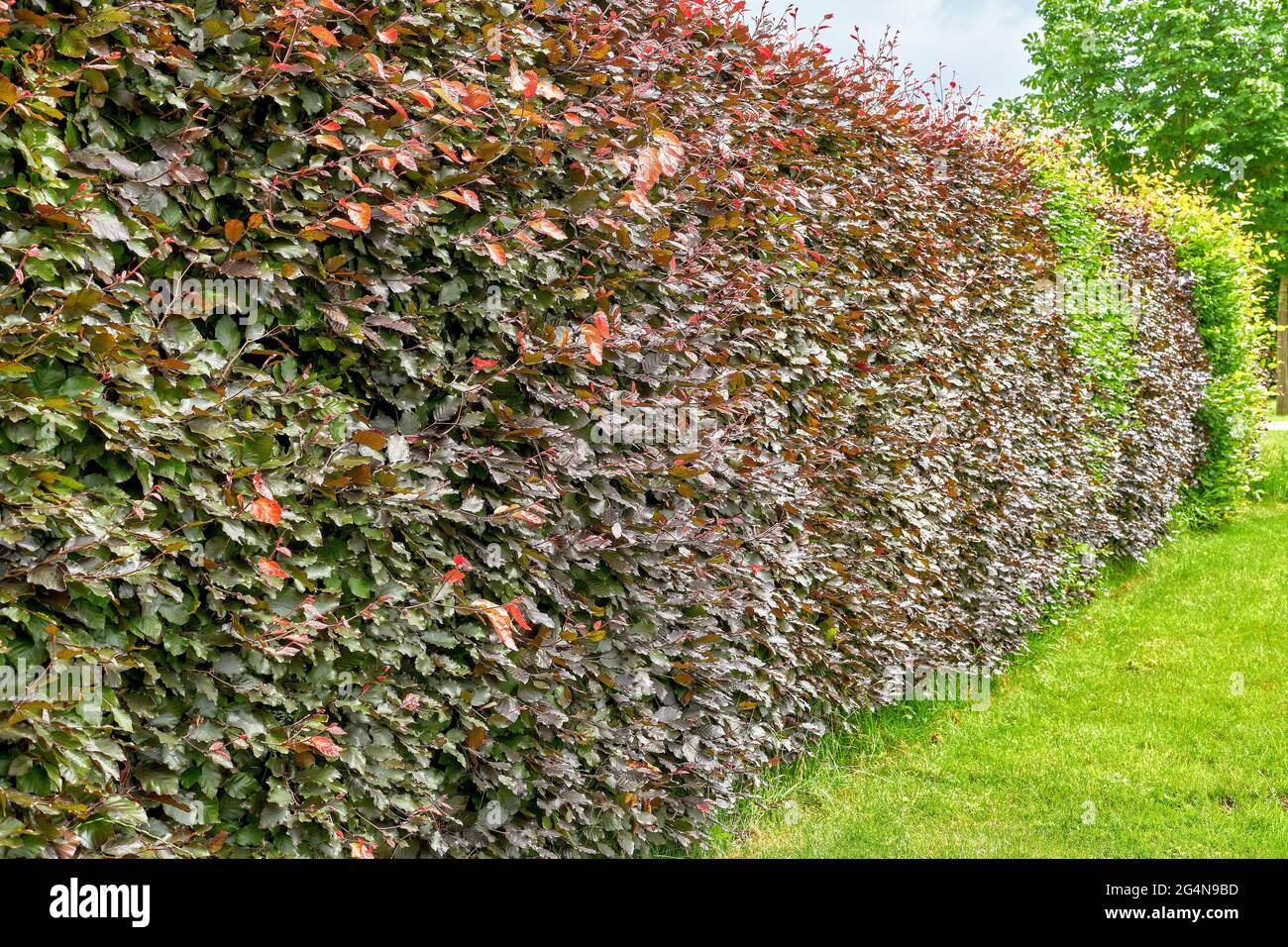 Lila Buche Hecke. Fagus sylvatica „Purpurea“-Absicherung Stockfoto