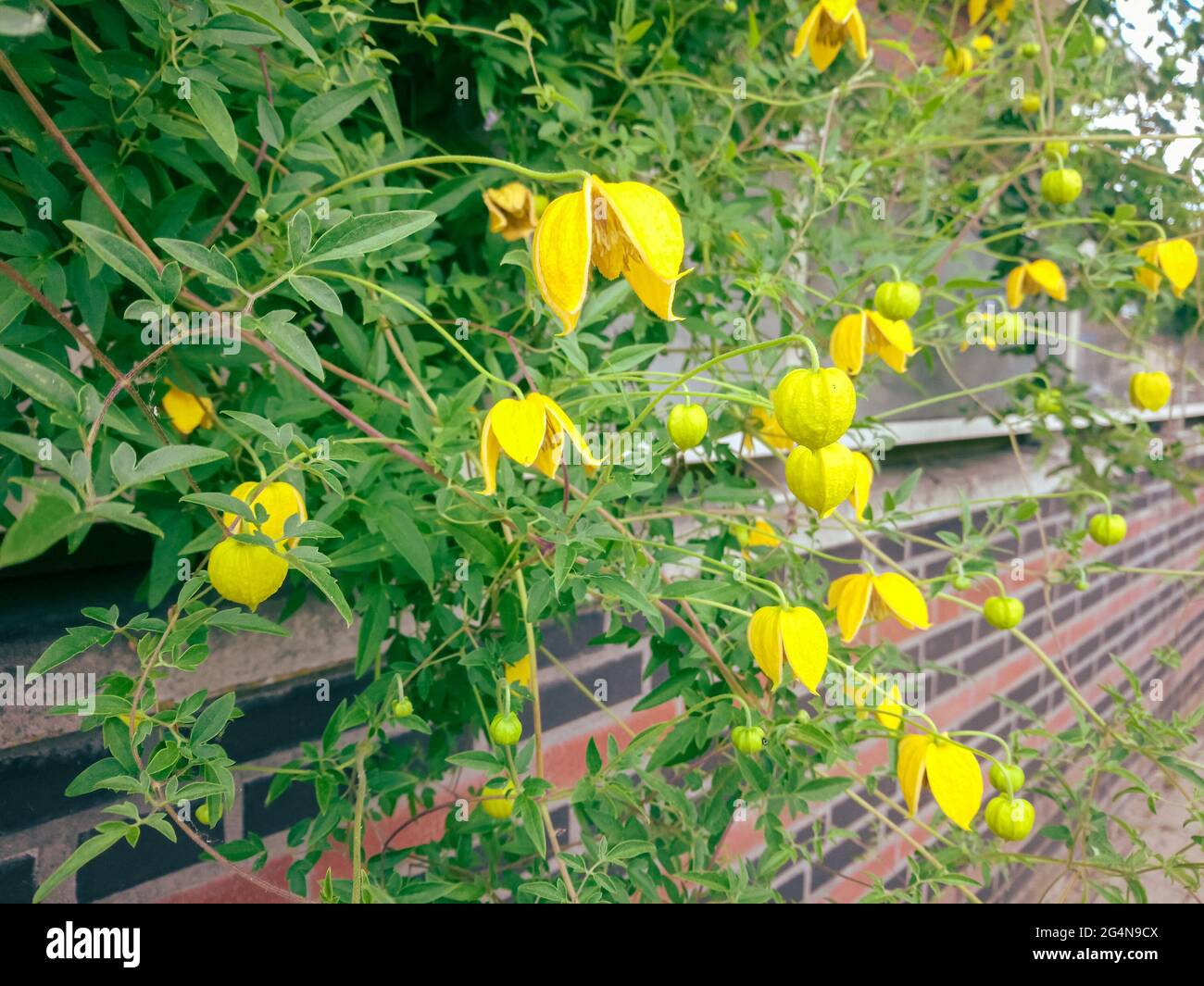 Gelbe Blüten von Clematis tangutica, auch bekannt als die goldenen Clematis Stockfoto