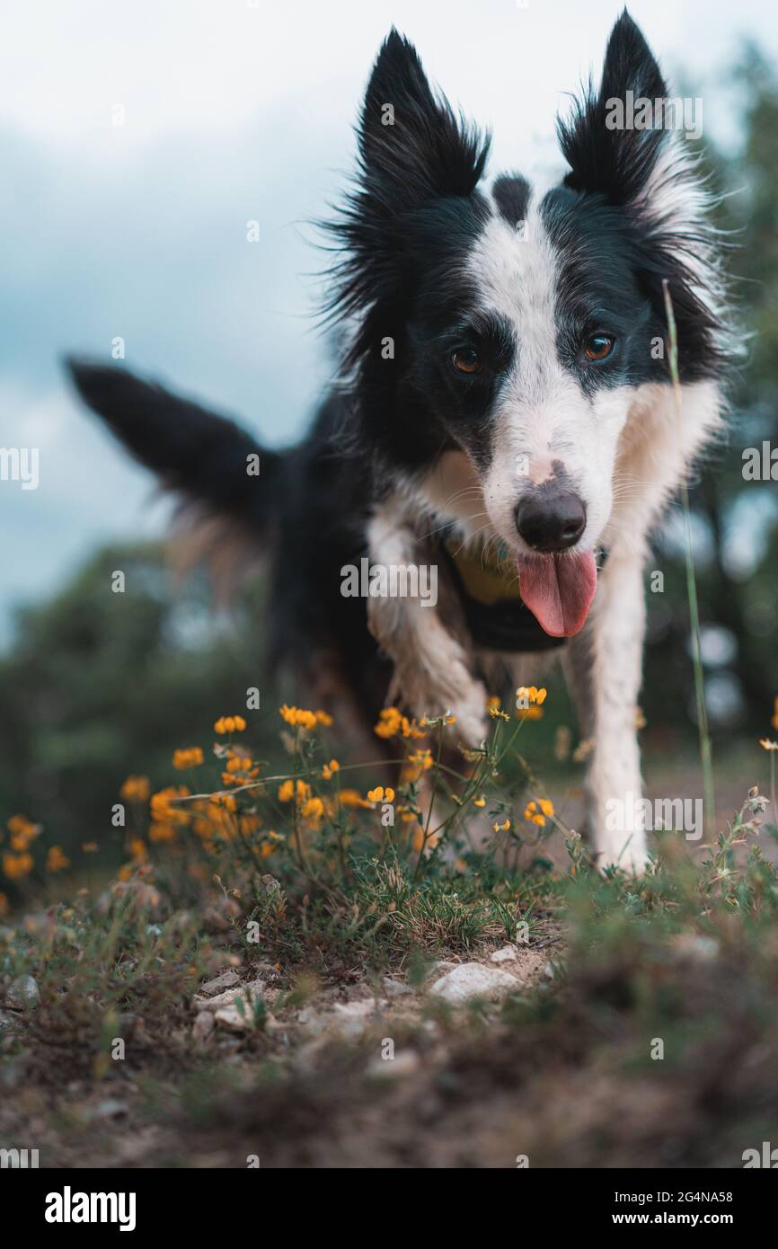 Nahaufnahme eines Border Collie Hundes, der durch den Wald läuft Stockfoto
