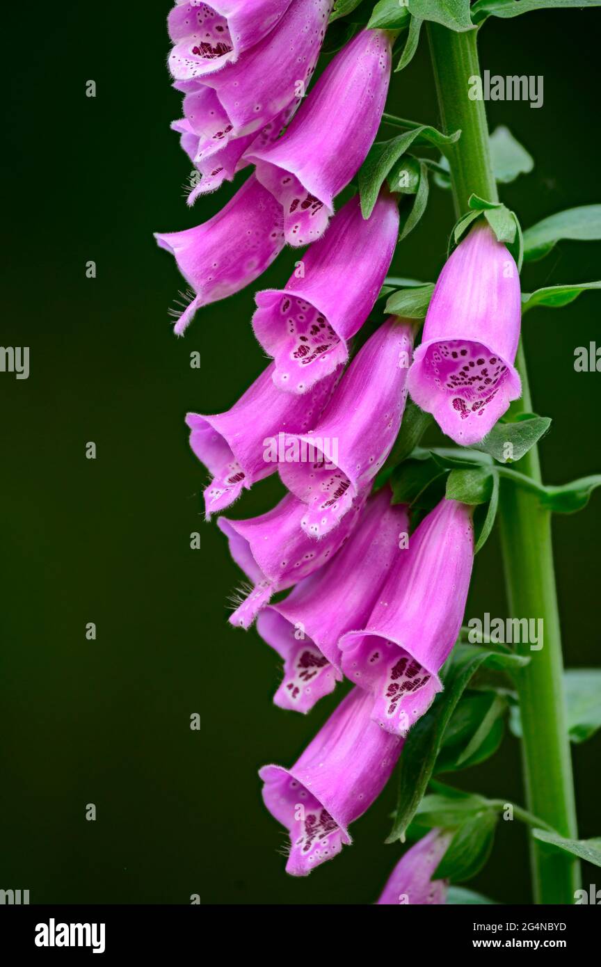 Blühende blaue und rosa Foxglove-Details Stockfoto