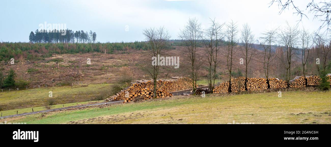 Baumstämme werden am Waldrand gelagert. Die Nadelbäume wurden abgeschlagen. Das Gebiet liegt Brachland. Sauerland, Nordrhein-Westfalen, Deutschland. Stockfoto