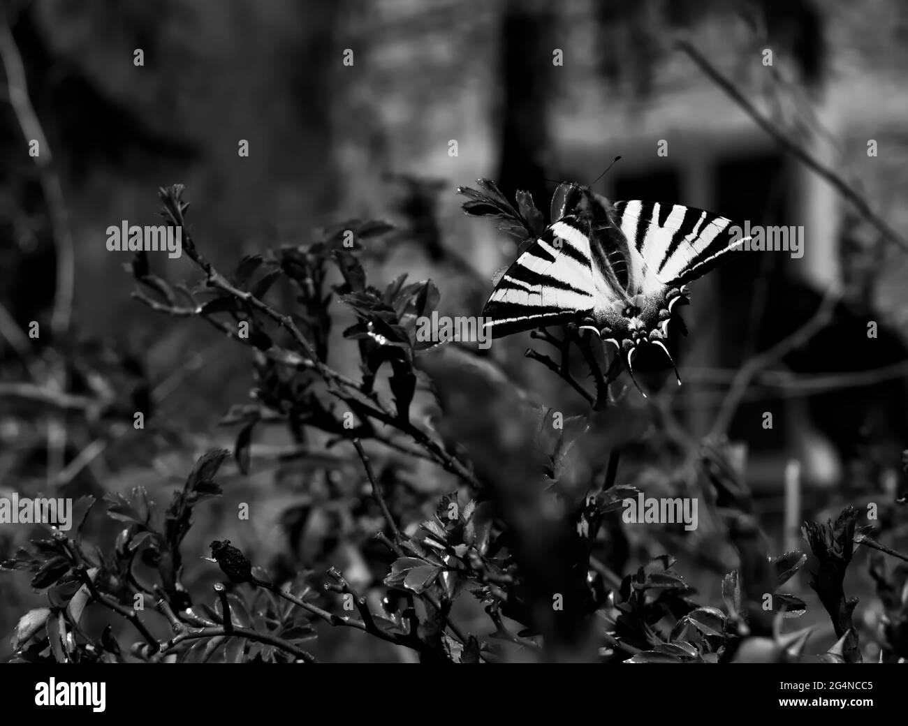 Schwarz-weißer Schmetterling (seltener Schwalbenschwanz) Stockfoto