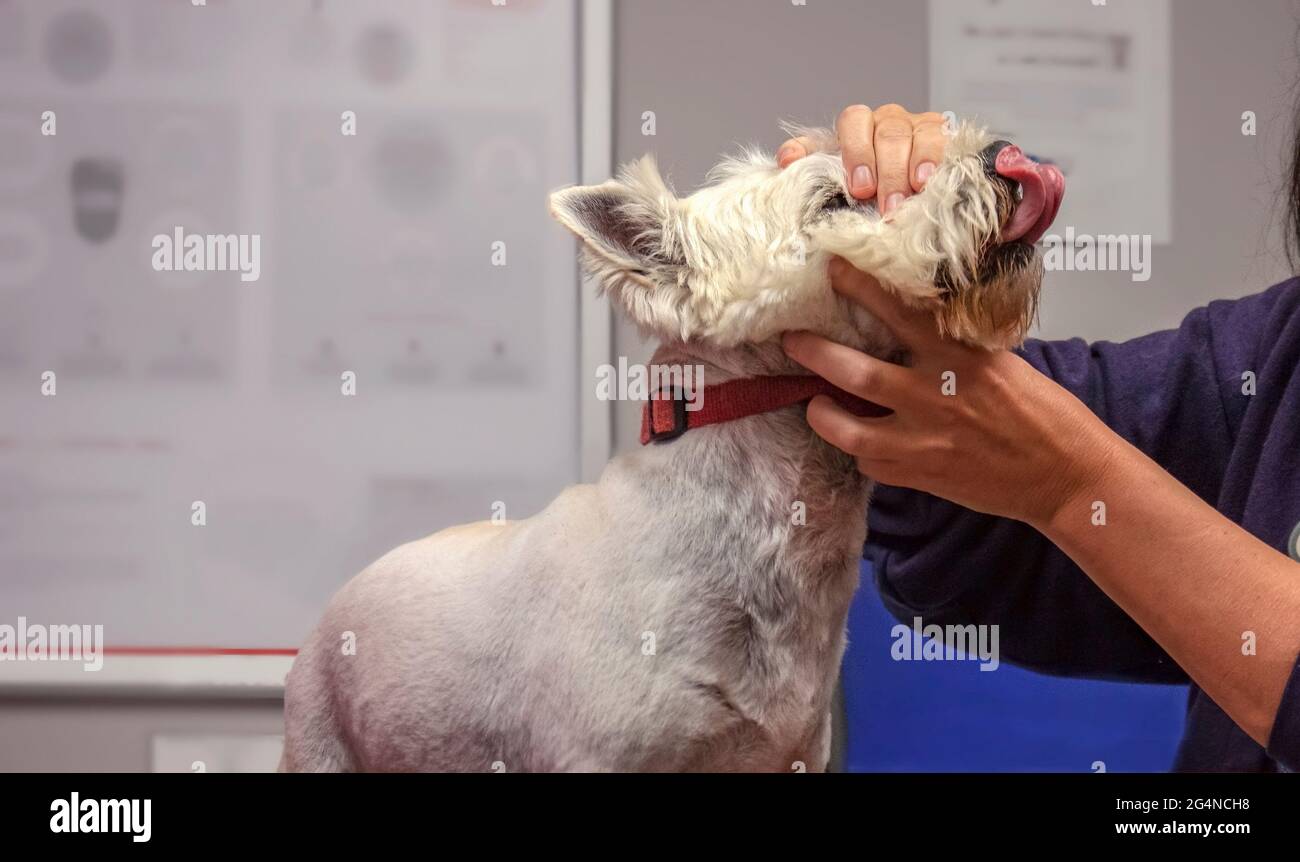 Ausgeschnittene Hand einer Tierärztin, die den Kopf des Hundes West Highland White Terrier untersucht, der seine Nase leckt Stockfoto