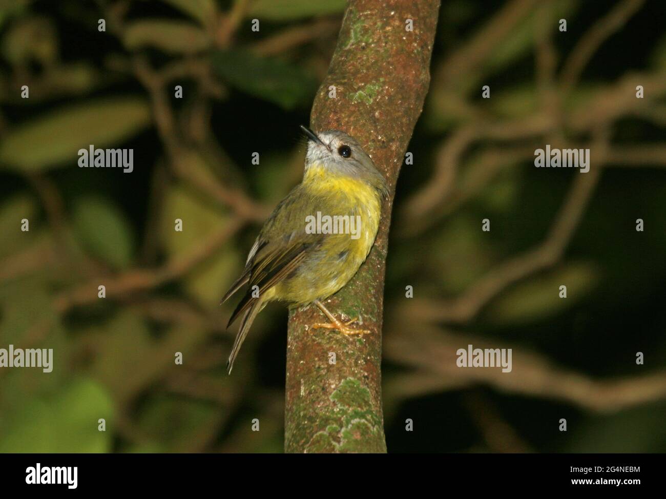 Hellgelber Robin (Tregellasia capito capito), Erwachsener, der auf dem Stamm thront und den Tamborine Mountain NP, Queensland, Australien, USA Jan Stockfoto